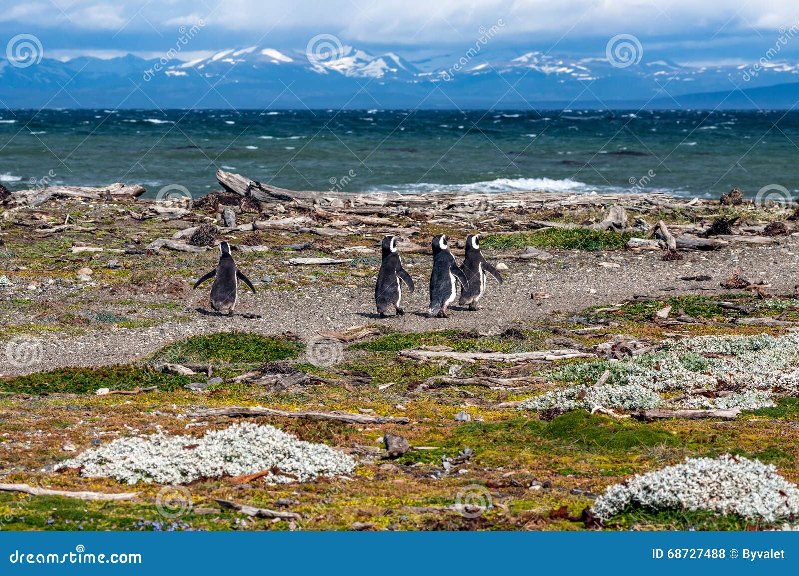magellanic penguins in natural environment - seno otway penguin