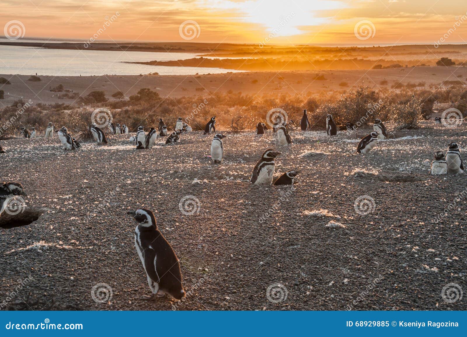 magellanic penguins at punto tombo