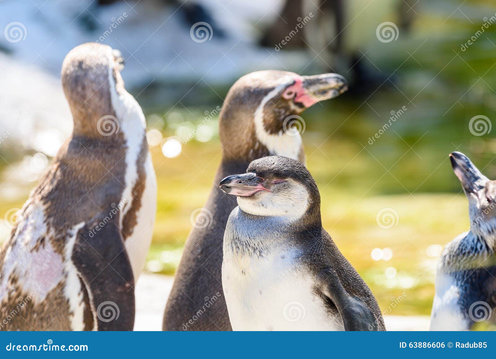 Magellanic Penguins in South America Stock Photo - Image of group
