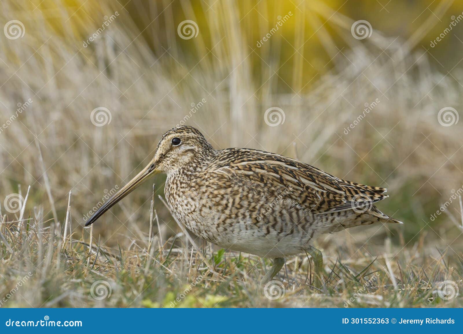 Magellanic Snipe in the Falkland Islands. Magellanic Snipe (Gallinago paraguaiae magellanica) foraging in a grassy meadow on Bleaker Island in the Falkland Islands.