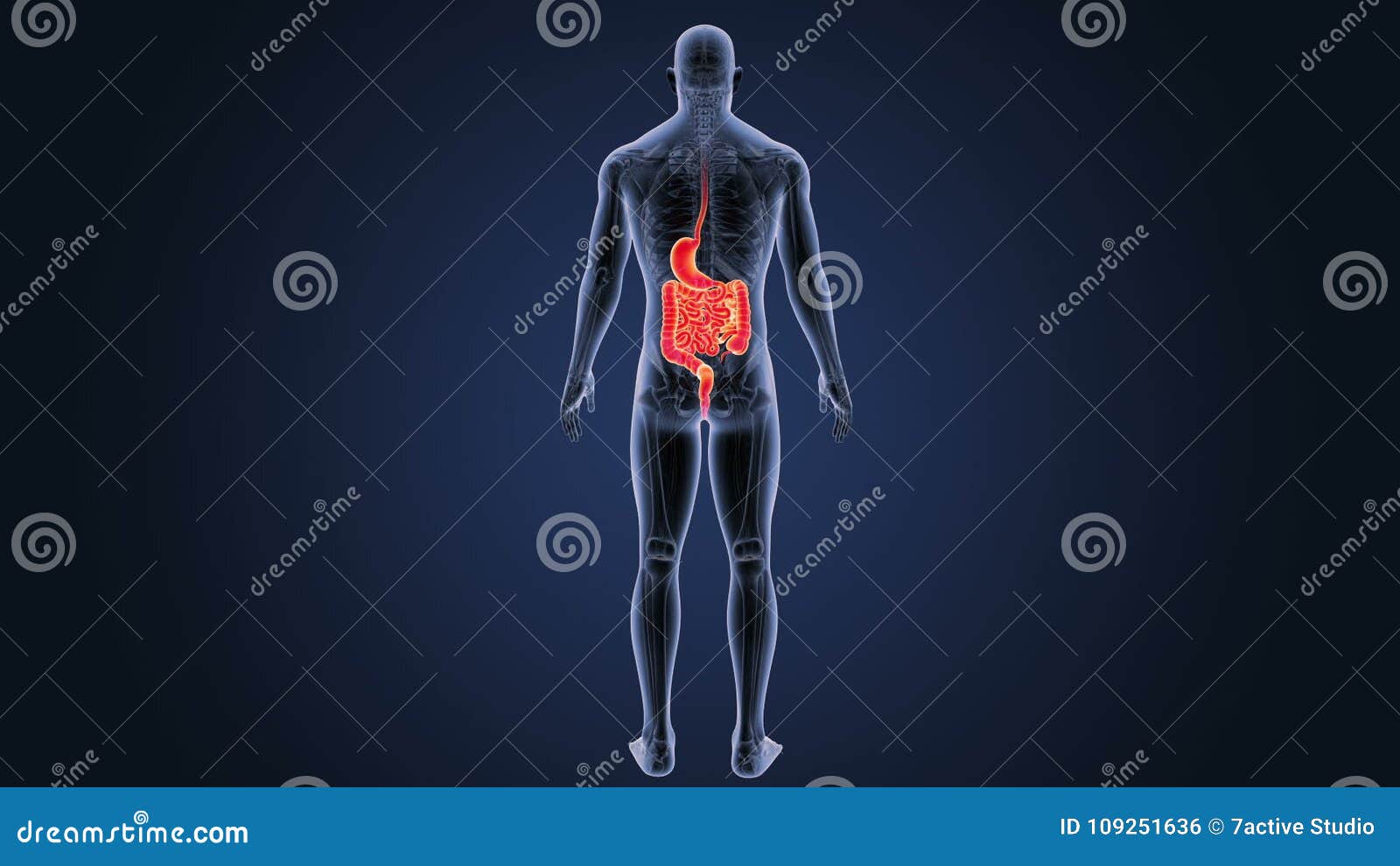 Magen Und Darm Mit Anatomie Stock Footage Video Von Anatomie Darm