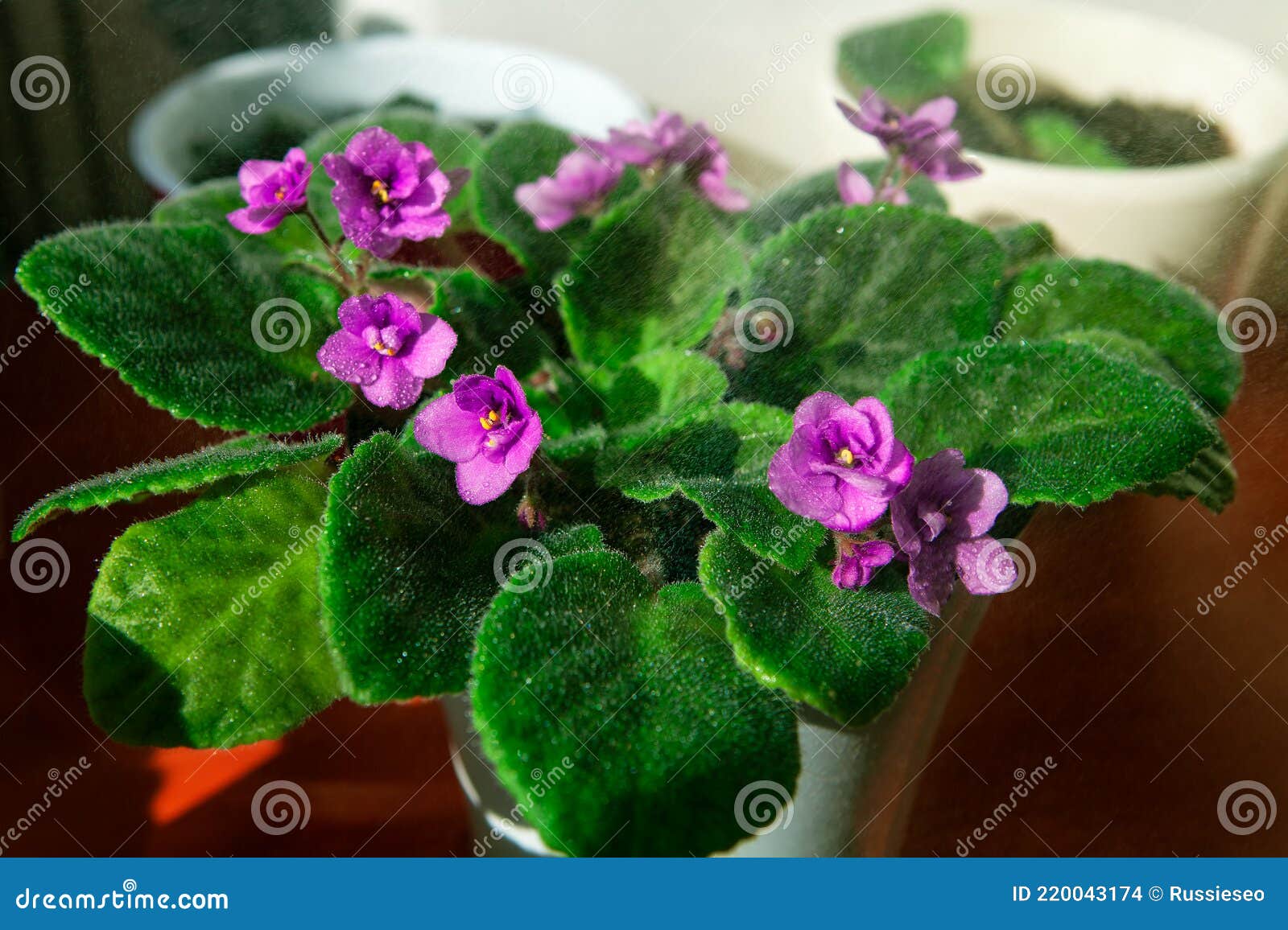 magenta african violet plant