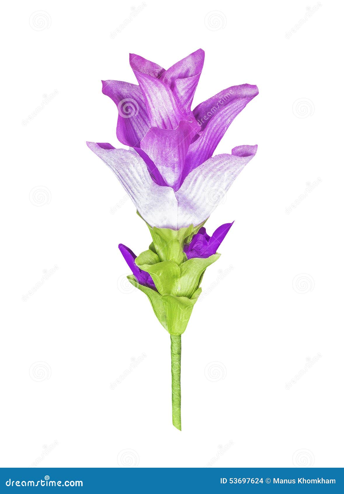 Magenta Artificial Ginger Flower Isolated Stock Photo Image of