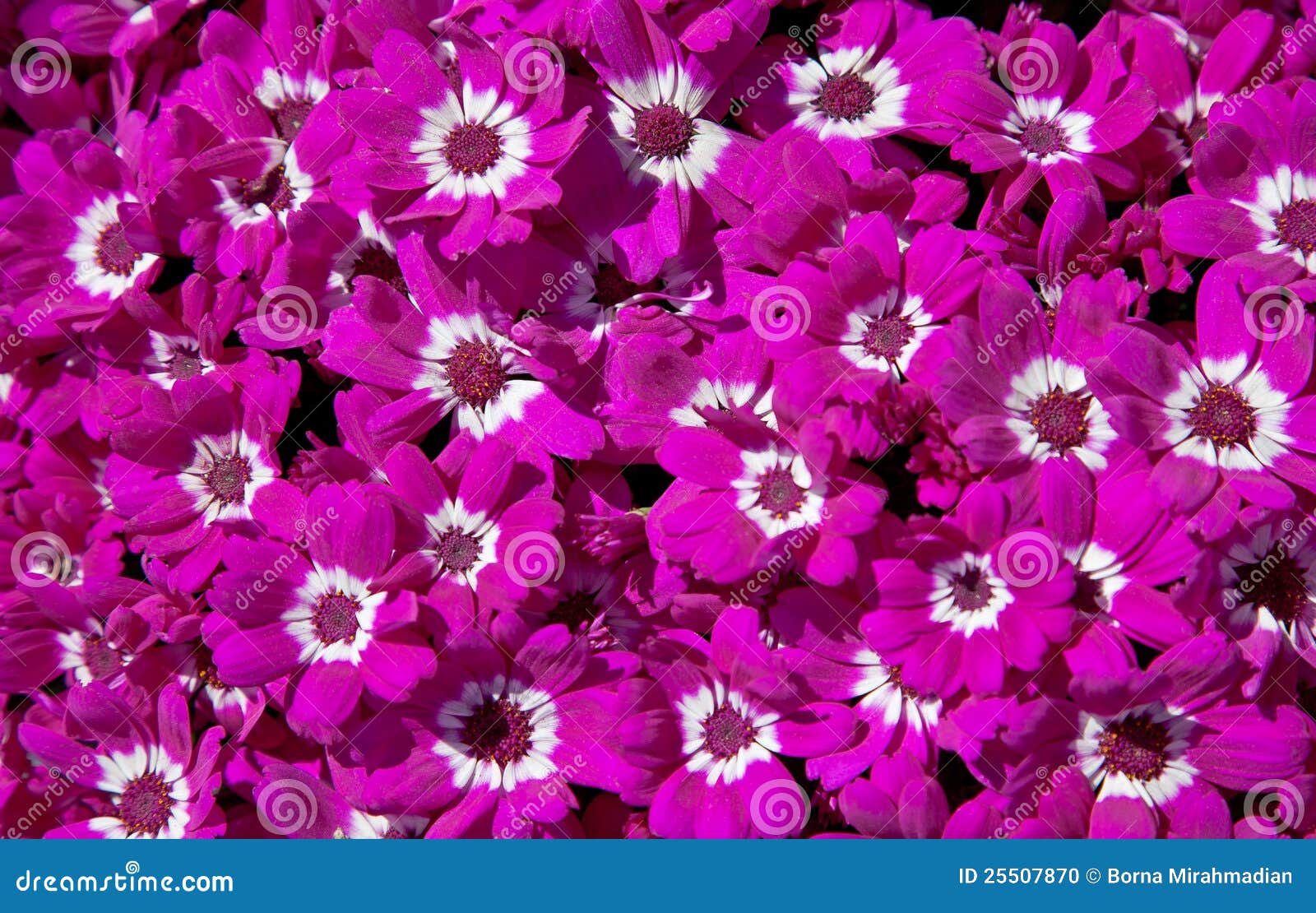 Magenta Cineraria Flower Texture Stock Photo - Image of vibrant, blossom:  25507870
