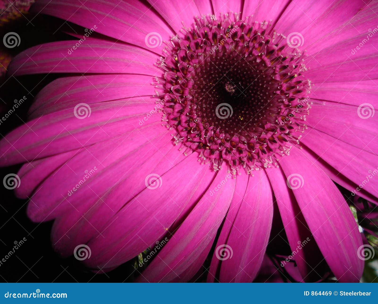 magenta gerber daisy