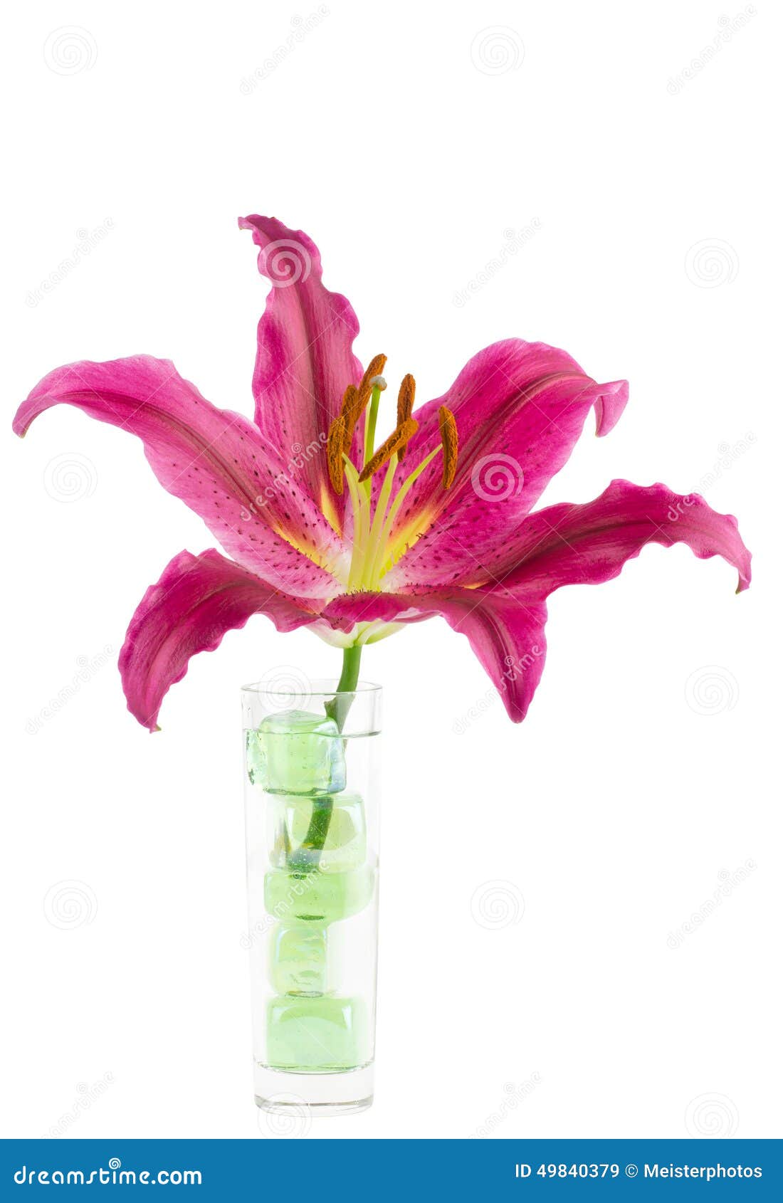 Magenta Lily In Glass Vase White Stock Image Image of magenta lily glass vase white single large fuchsia pink stargazer green cube baubles isolated
