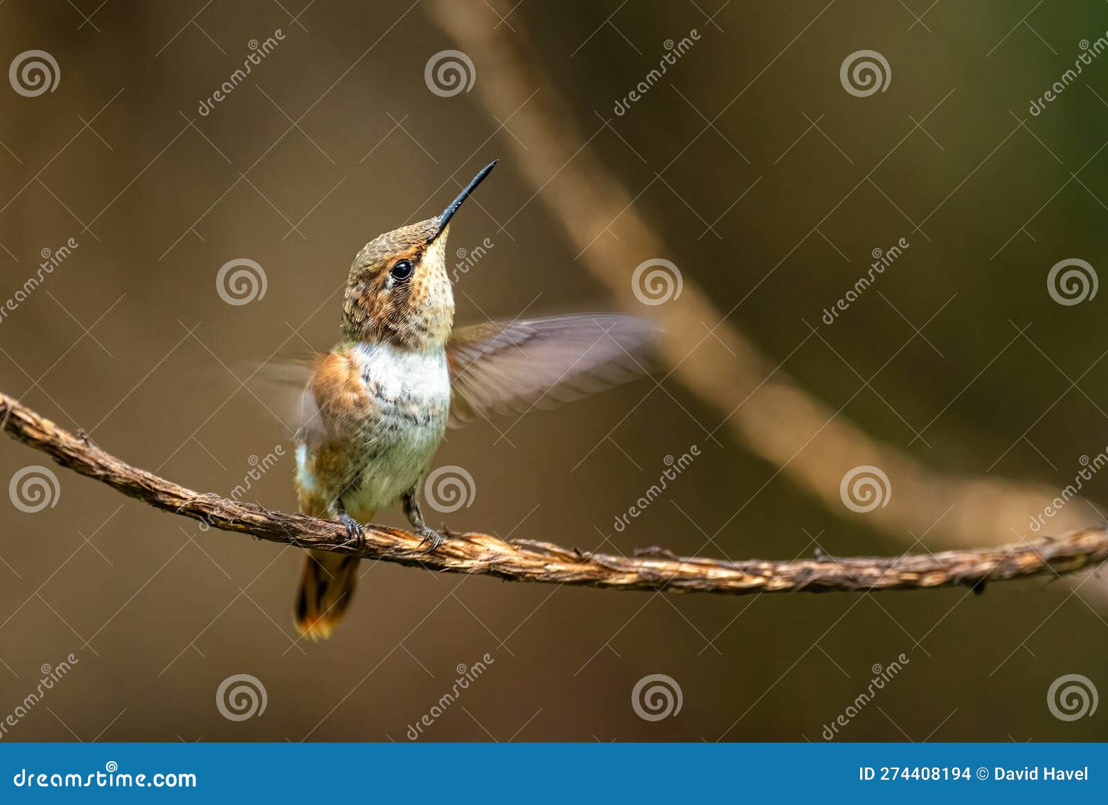 magenta-throated woodstar - calliphlox bryantae