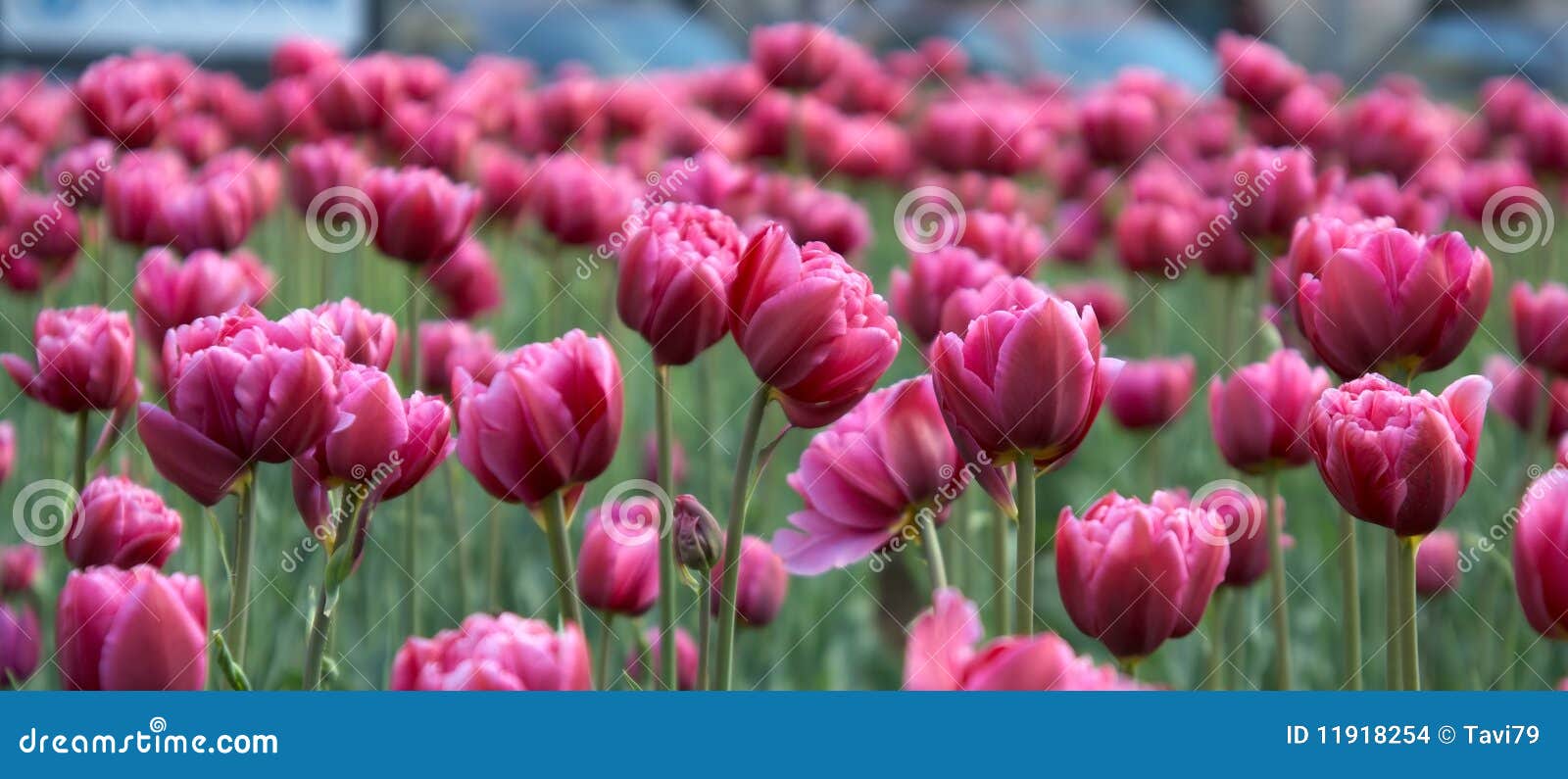 magenta tulips