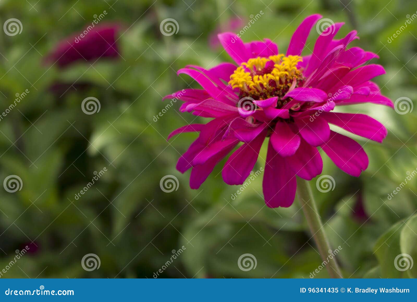 Magenta Zinnia. Фотоснимок конца-вверх magenta цветка zinnia с запачканной предпосылкой