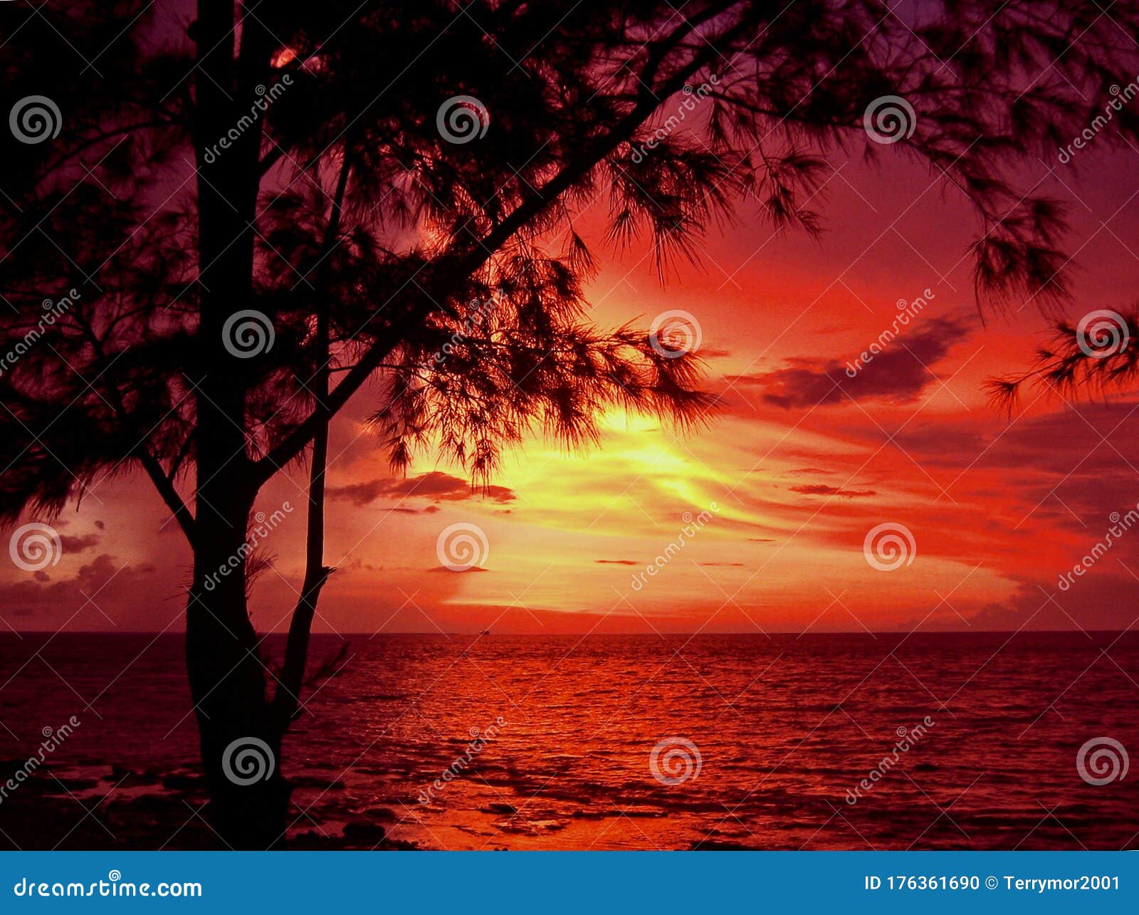 a magestic casuarina tree frames a glorious sunset over the sea at nightcliff, darwin, nt australia