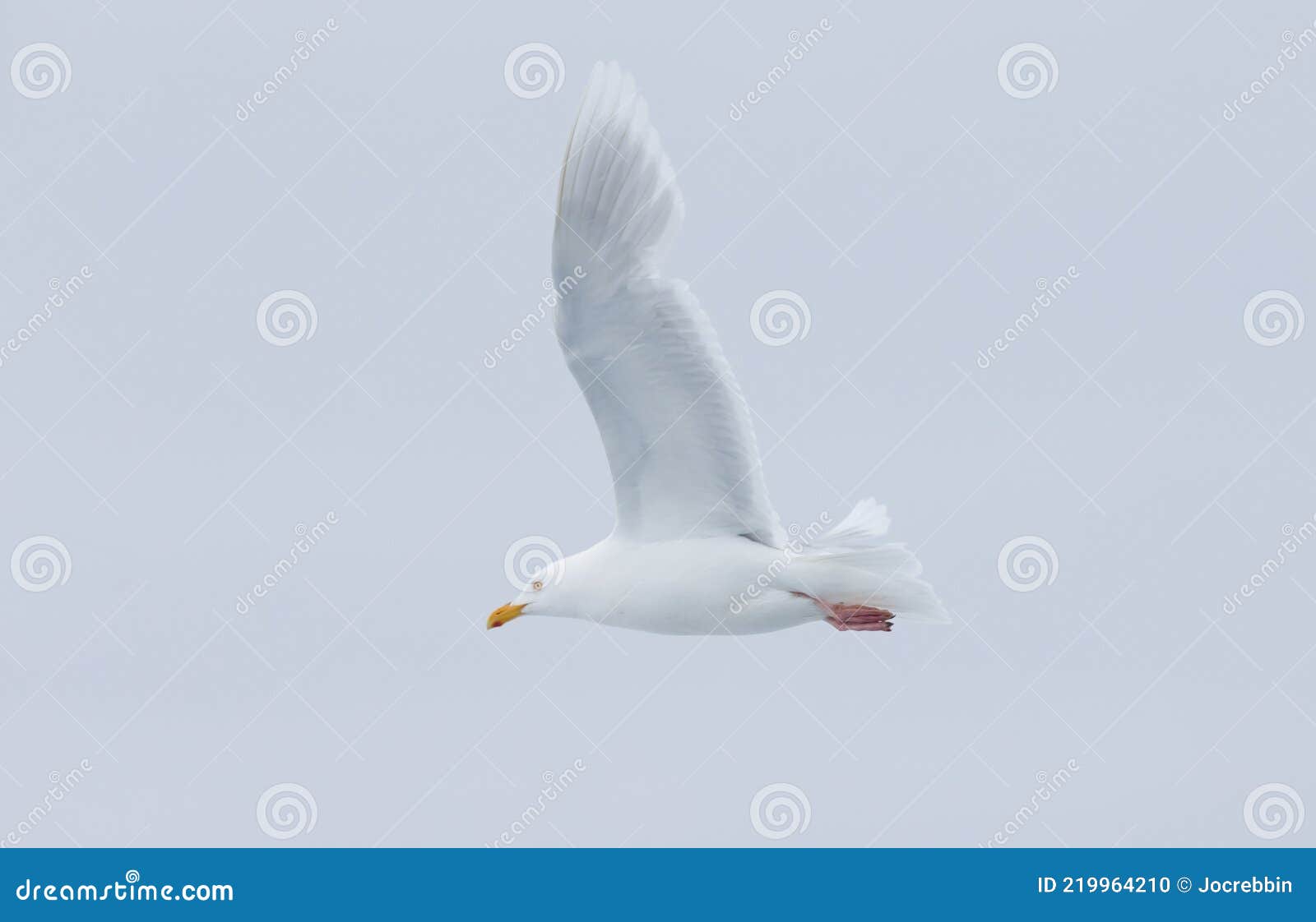 magestic ivory gull in arctic
