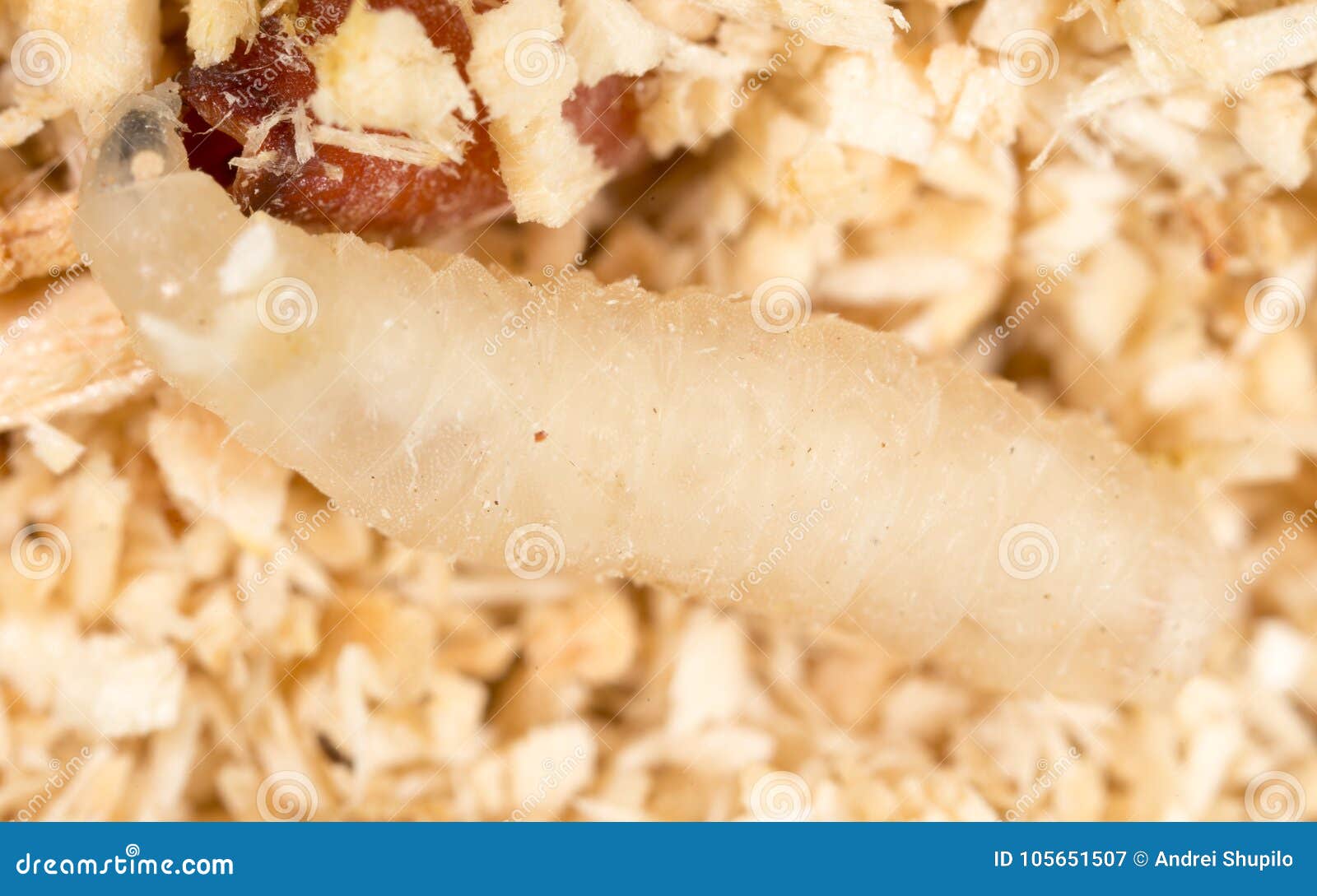 Maggot in sawdust. macro stock image. Image of insect 105651507