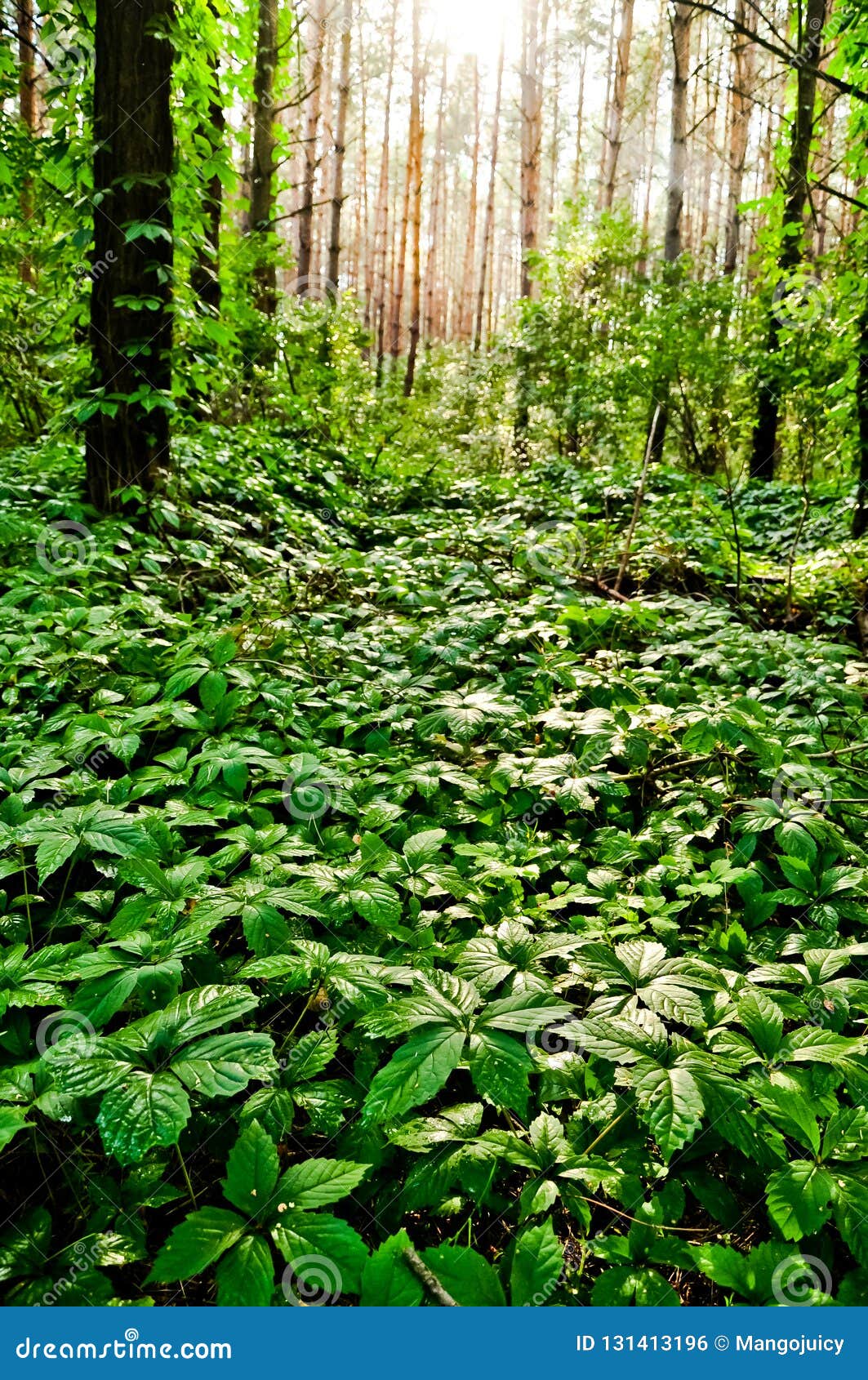 creepr forest creepr forest