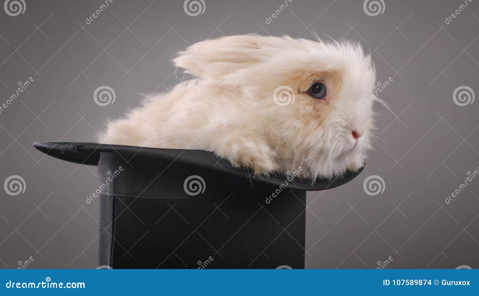 Magic Hat with Beautiful White Rabbit Stock Photo - Image of cute