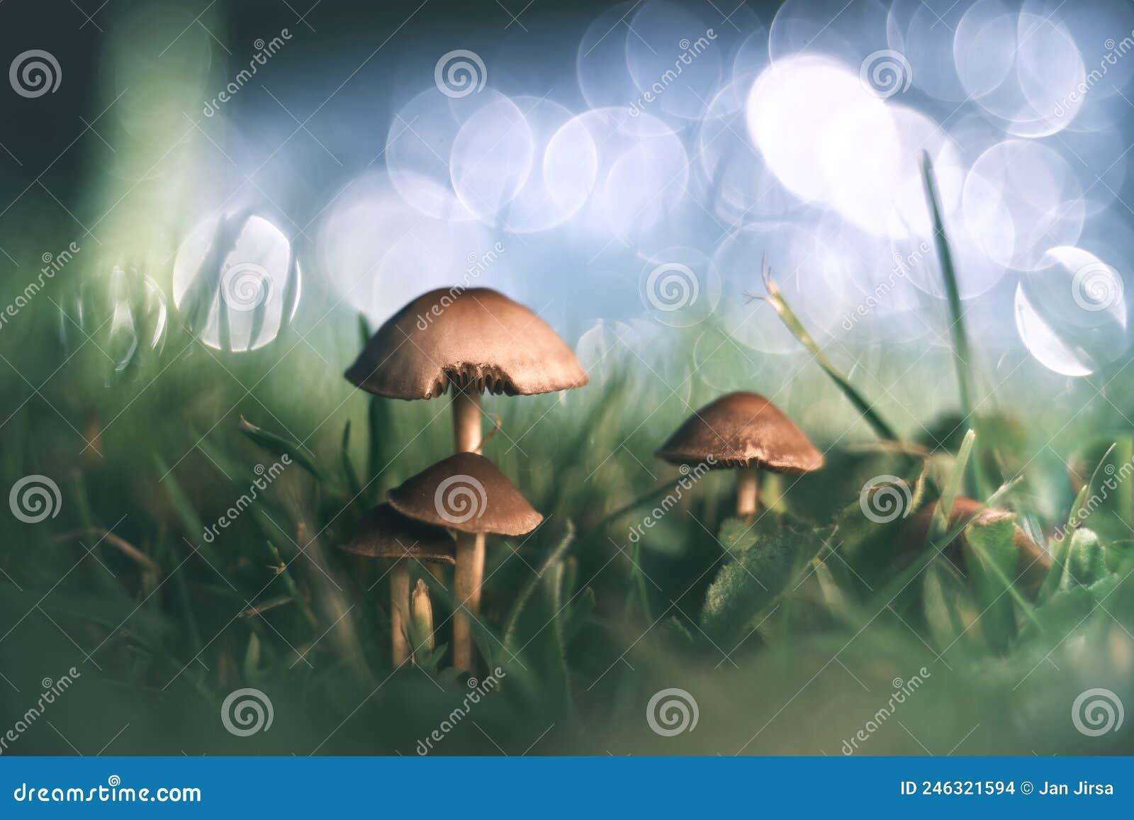 Mushrooms Wallpaper 4K Colorful AI art 11715