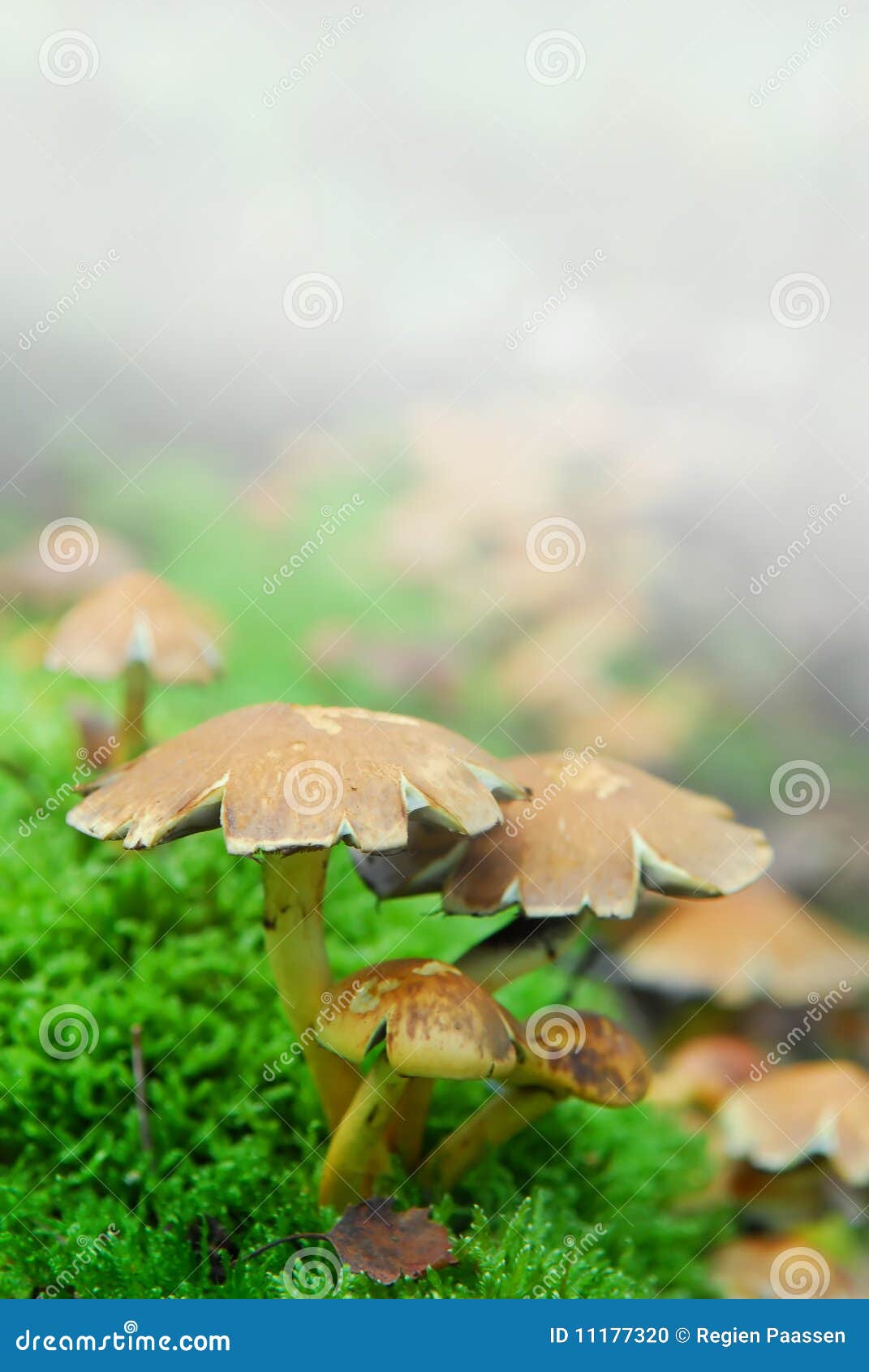 Magic mushrooms fog stock photo. Image of dangerous, metaphor 11177320