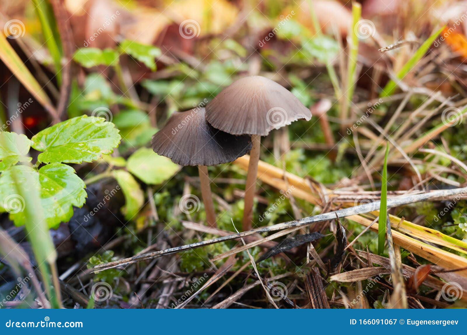 Magic Mushrooms Grow in a Grass, Close-up Photo Stock Image - Image of ...