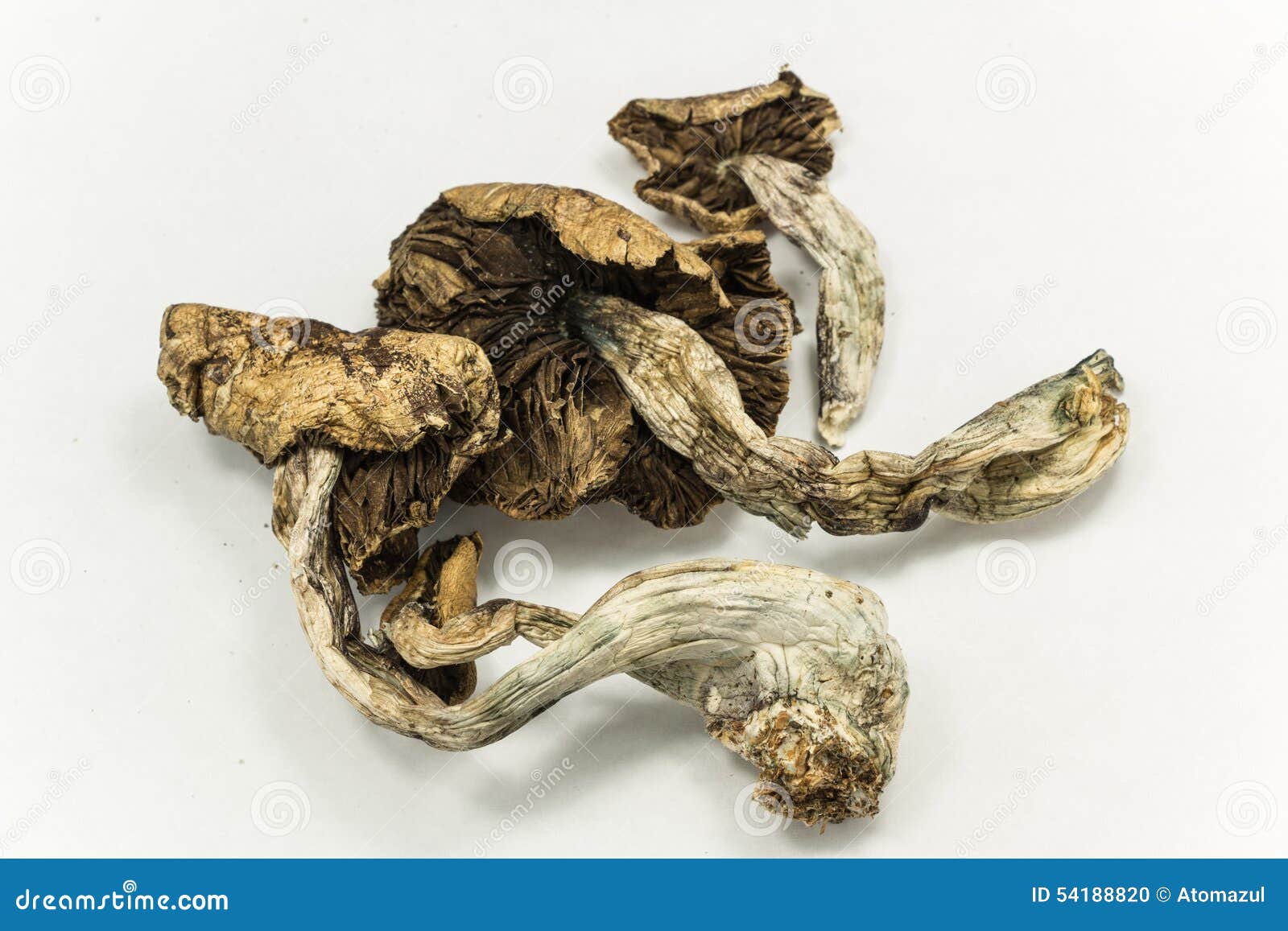 mushroom hallucination mushroom hallucination