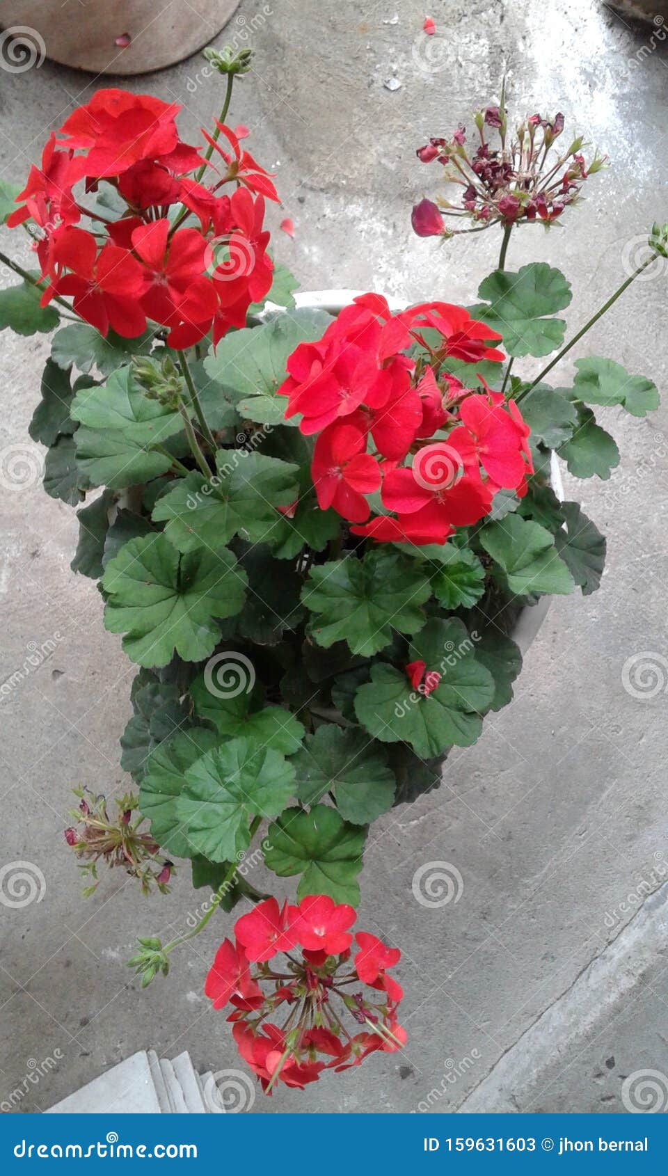 magic.  novios .red flower .latin