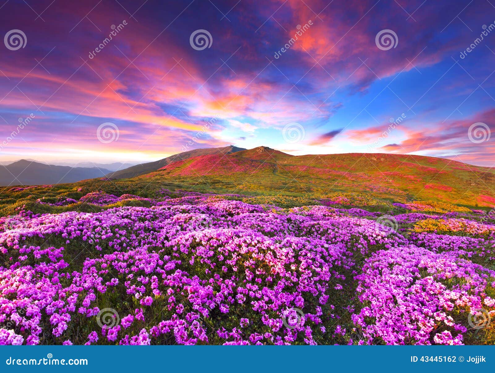 Magic Pink Rhododendron Flowers In The Mountains Stock Photo Image