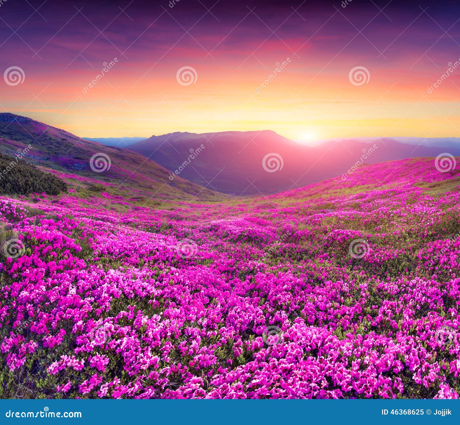 Magic Pink Rhododendron Flowers In The Mountains Stock Image Image