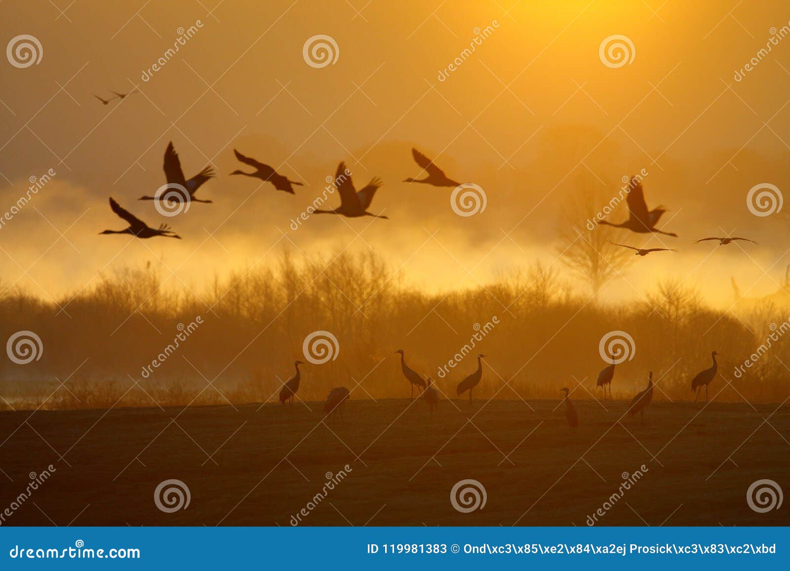 magic sunset with birds. common crane, grus grus, big bird in the nature habitat, lake hornborga, sweden. wildlife scene from euro