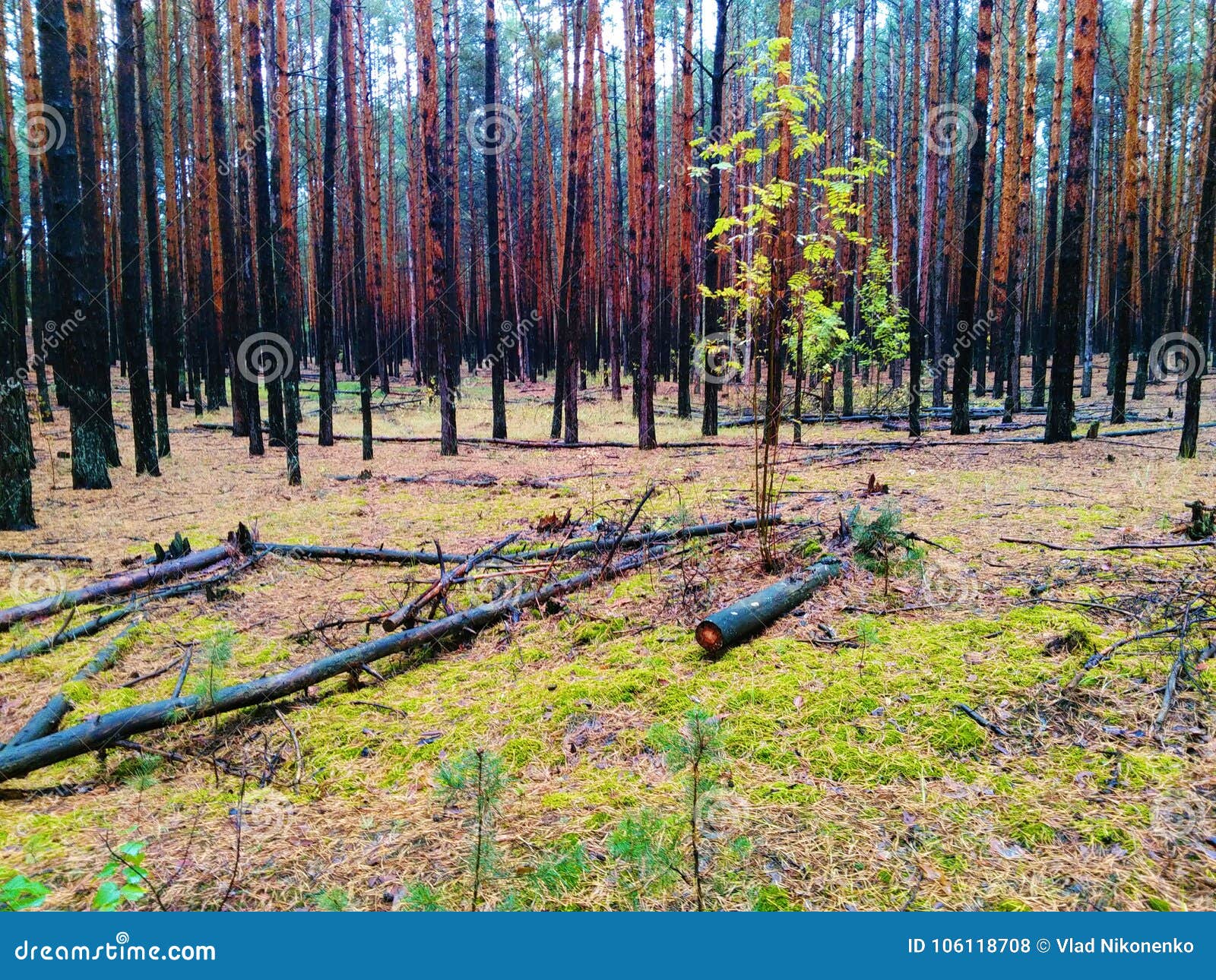 Magical Autumn Forest in the Kiev Region Stock Photo - Image of biome ...