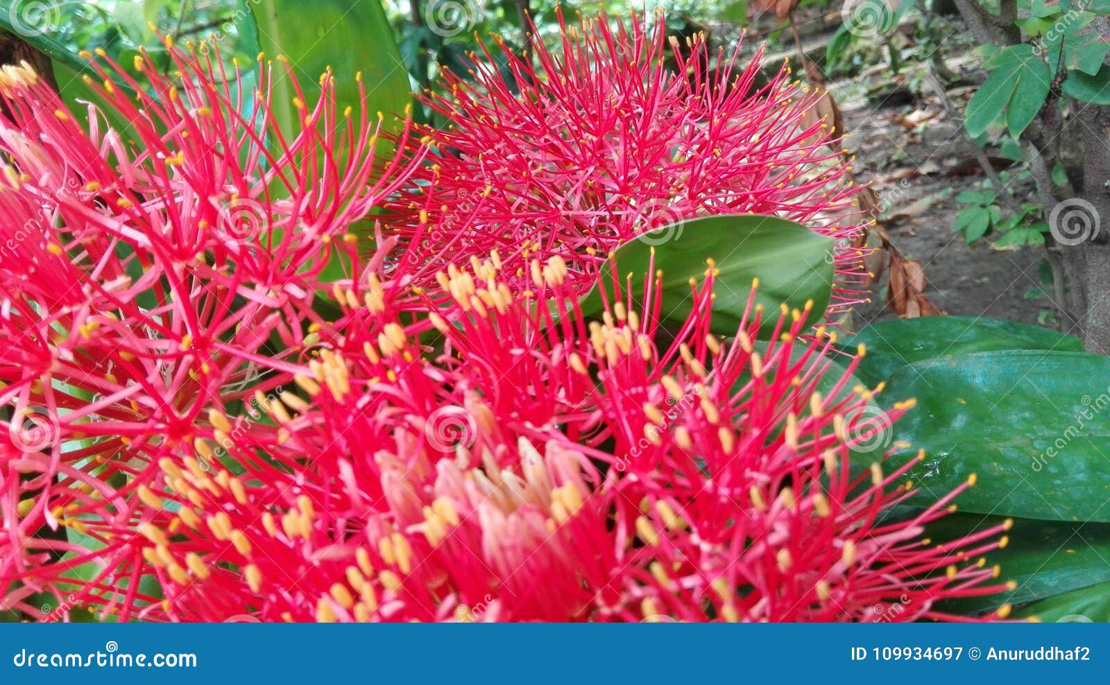 Sri Lankan flowers stock image. Image of magical, flowers 109934697