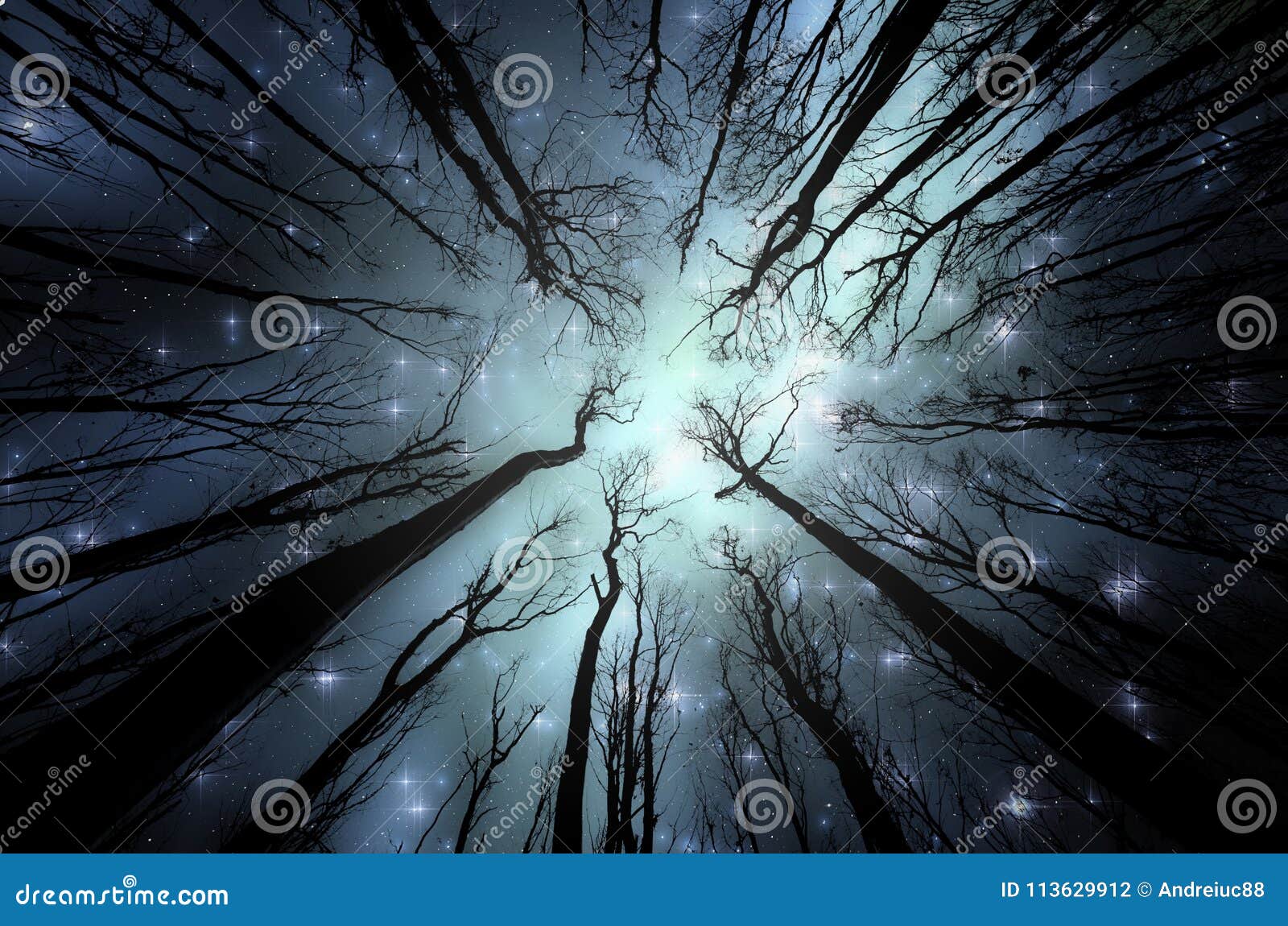 magical forest with stars on the sky