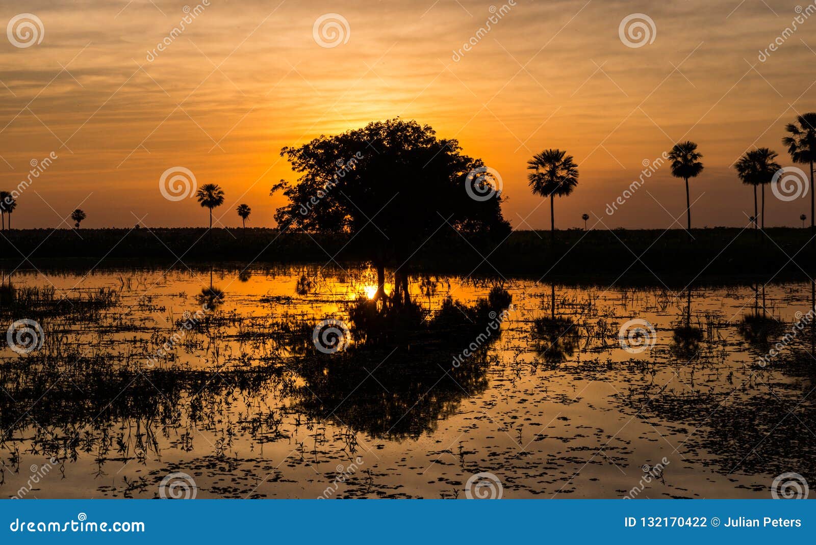 magical golden sunset in the pantanal wetlands in paraguay