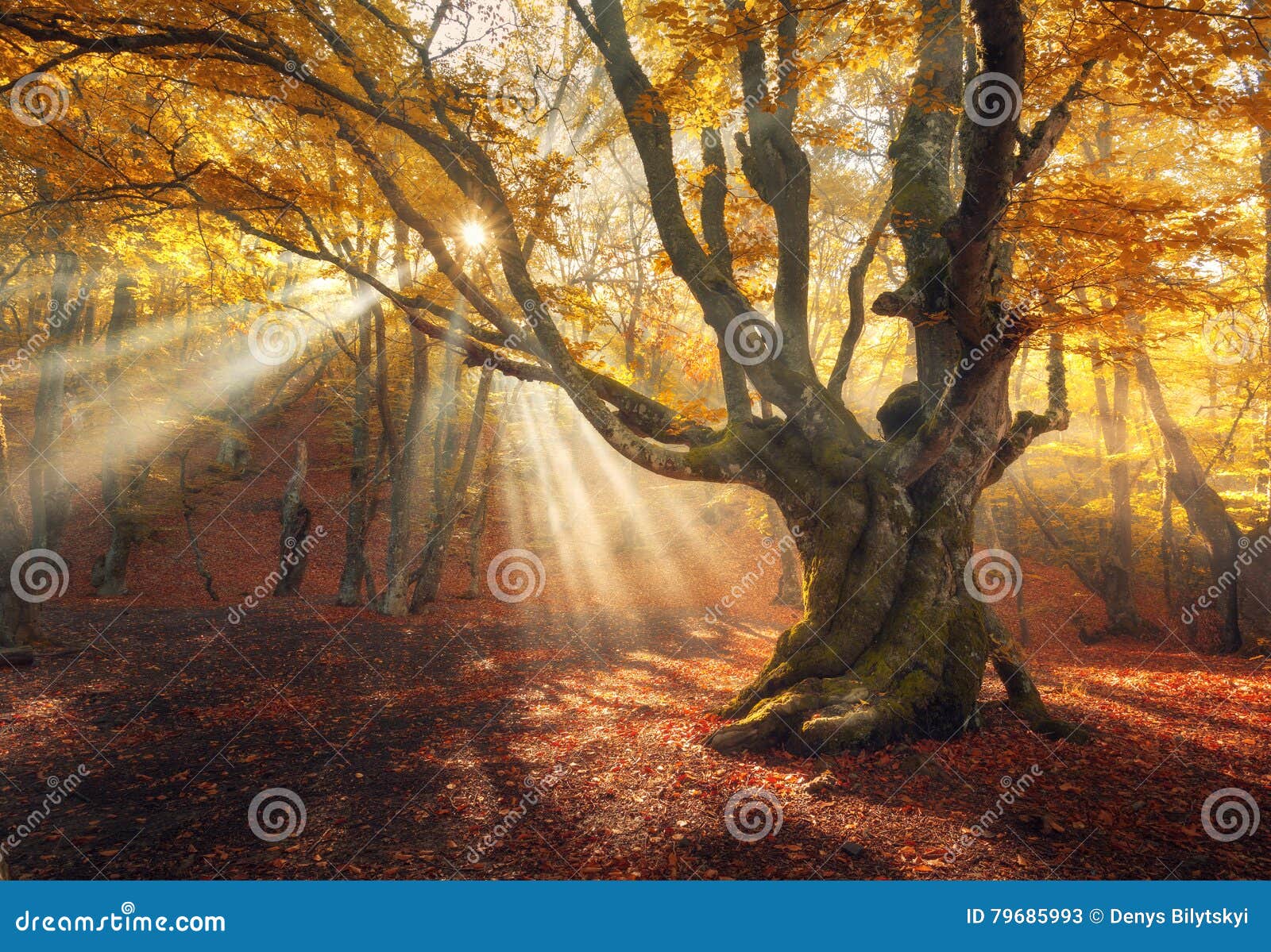 magical old tree. autumn forest in fog with sun rays