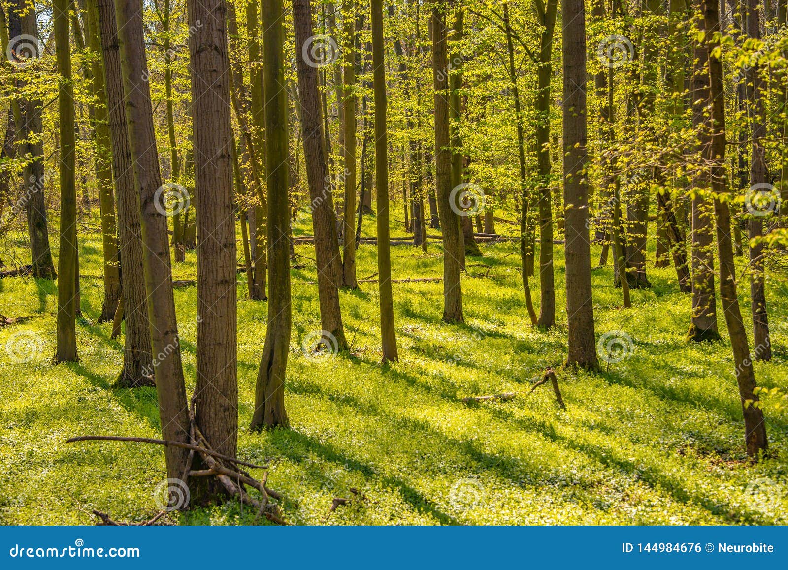 Magical Panoramic View of Deciduous Forest in Early Spring with Direct ...