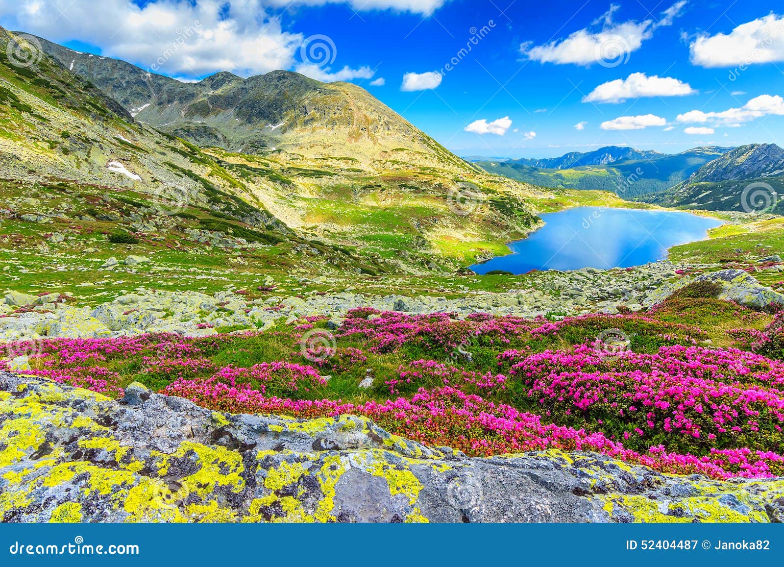 magical rhododendron flowers and bucura mountain lakes,retezat mountains,romania