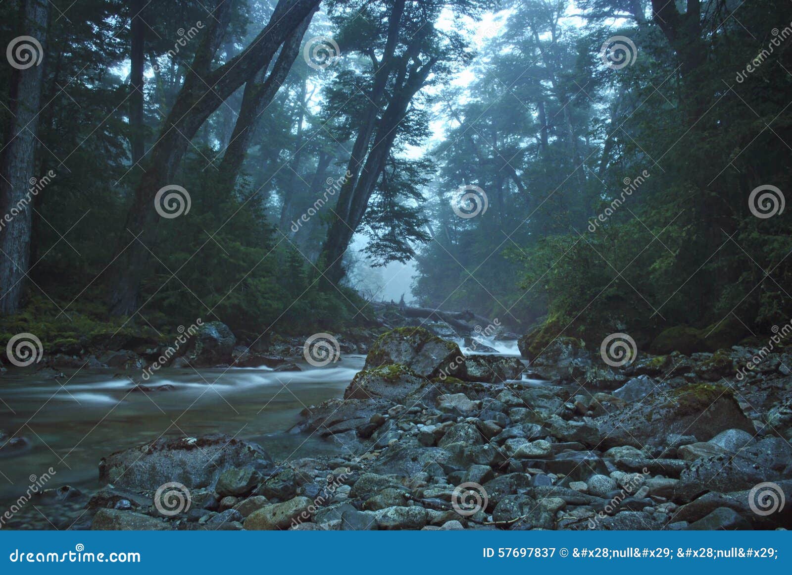 magical scenery stream crossing the dense forest