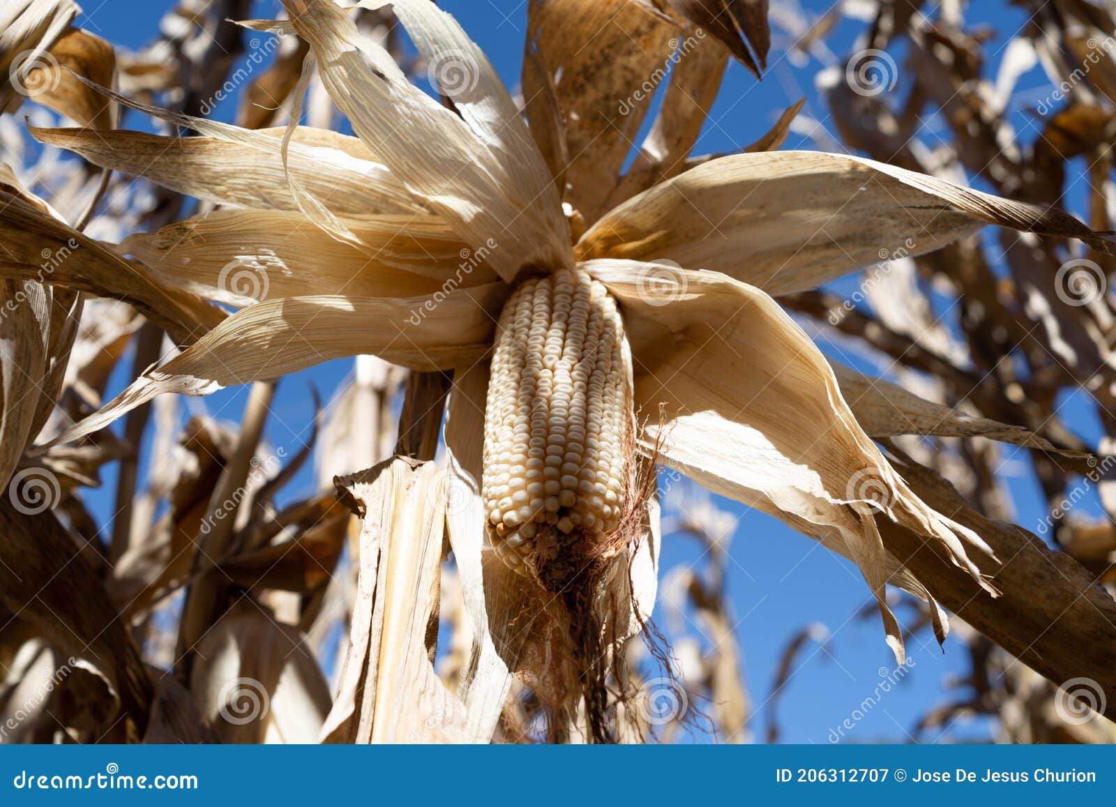 the corn is open and hanging on its dry plant.