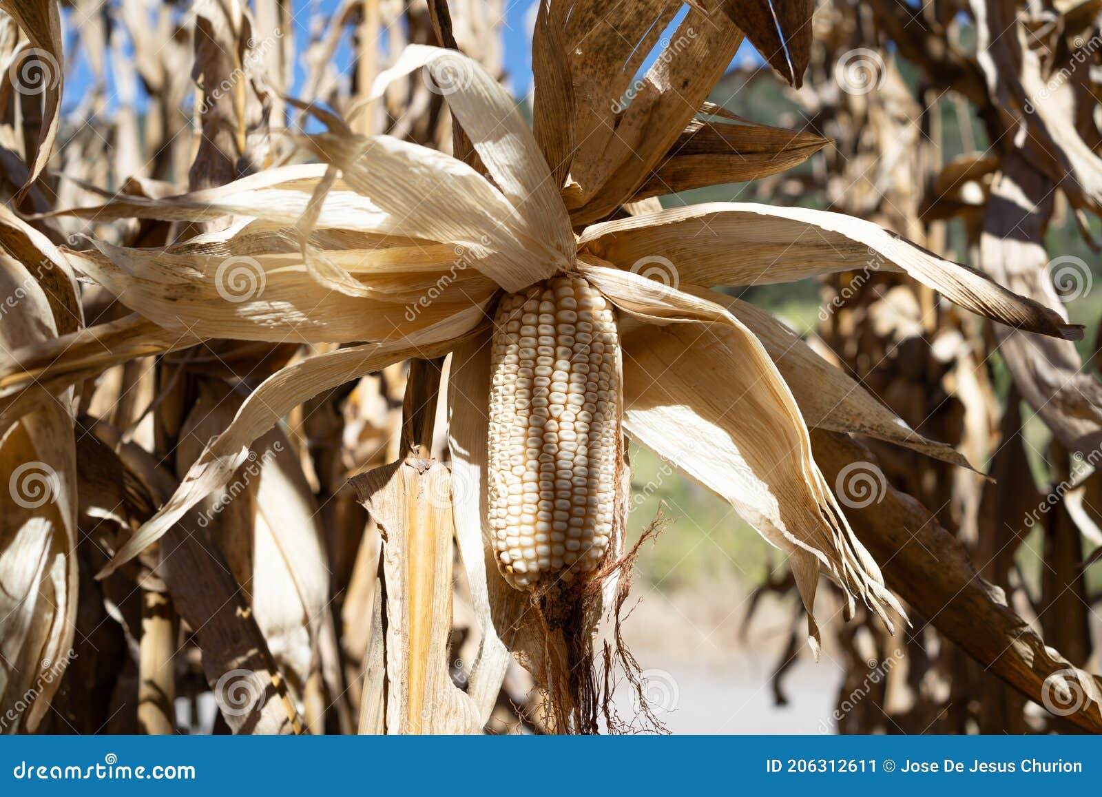 the corn plants are very dry.