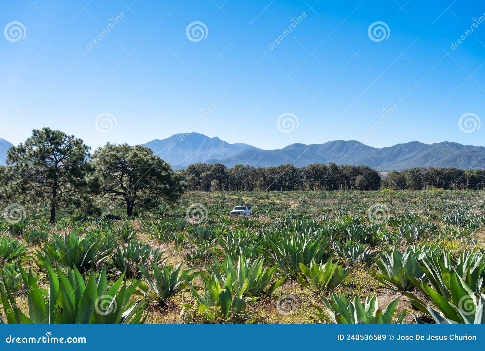 paisaje campo de agaves tipo lechuguilla para hacer las bebidas alcohÃÂ³licas de tequila y raicilla.