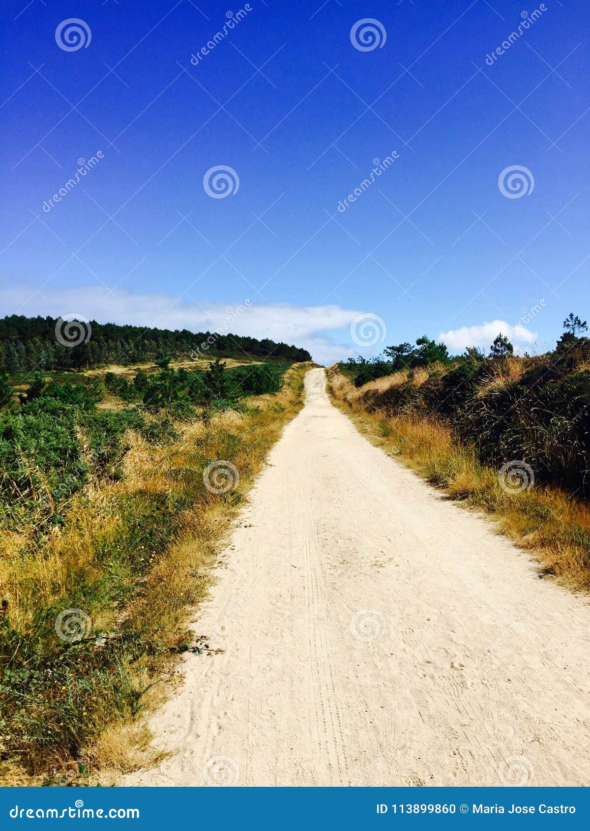 magical trail in the middle of a field, surrounded by a forest. mÃÂ¡gico camino en medio de un bosque.