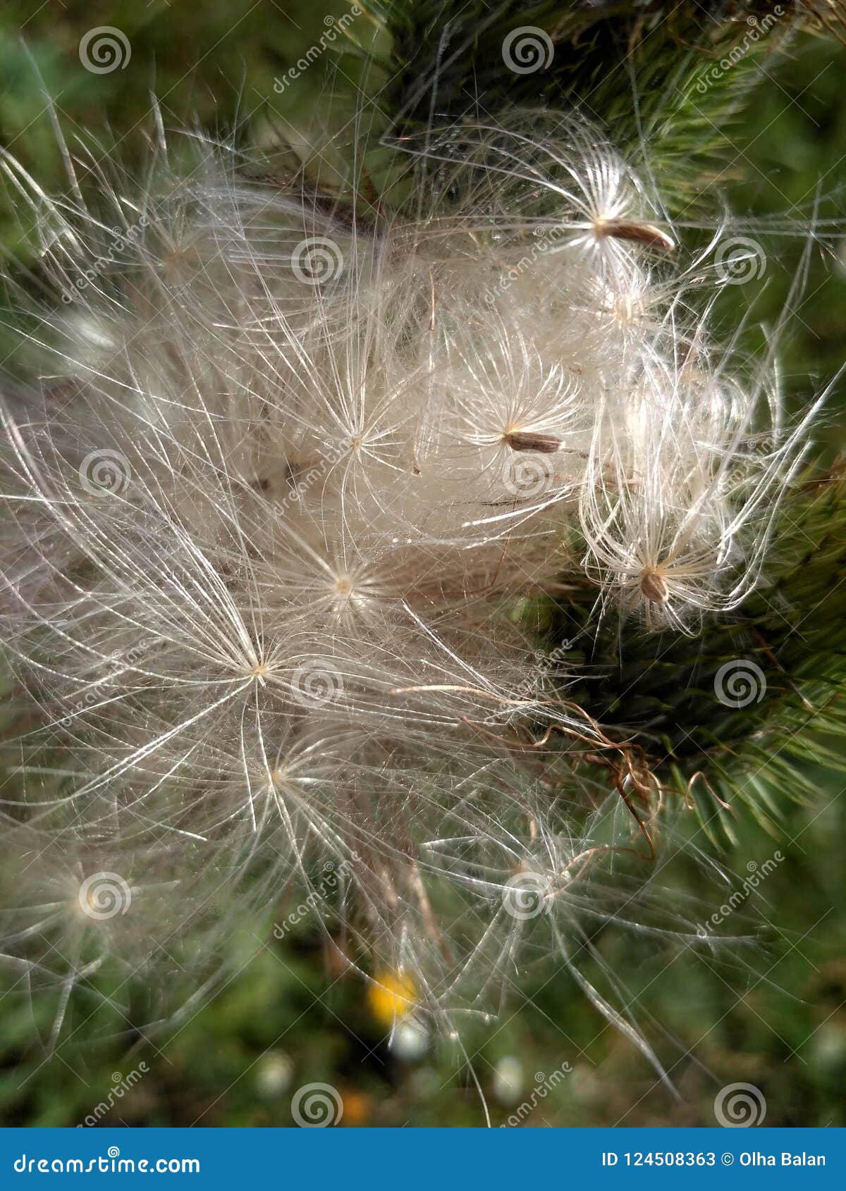 Magische Distel-Umwandlung. Distelumwandlung Die Umwandlung eines stacheligen Unkrauts in eine seidige Blume Makrobild einer wunderbaren heilenden Blume