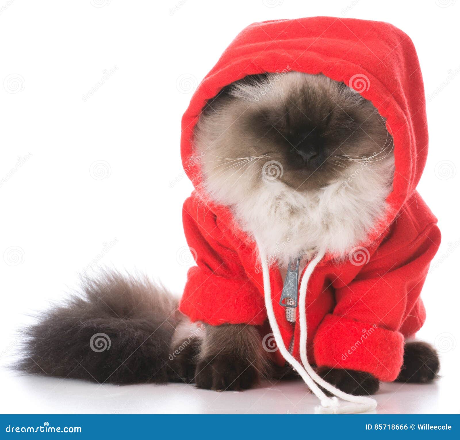 Body Post Operatorio Cane Fai Da Te Maglione d'uso del gatto fotografia stock. Immagine di emozione - 85718666