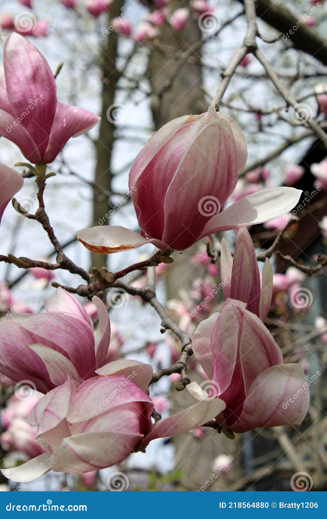 Magníficas Flores De Magnolia Rosa Y Blanco En Ramas Pesadas De árboles En  El Parque Foto de archivo - Imagen de primavera, cambio: 218564880