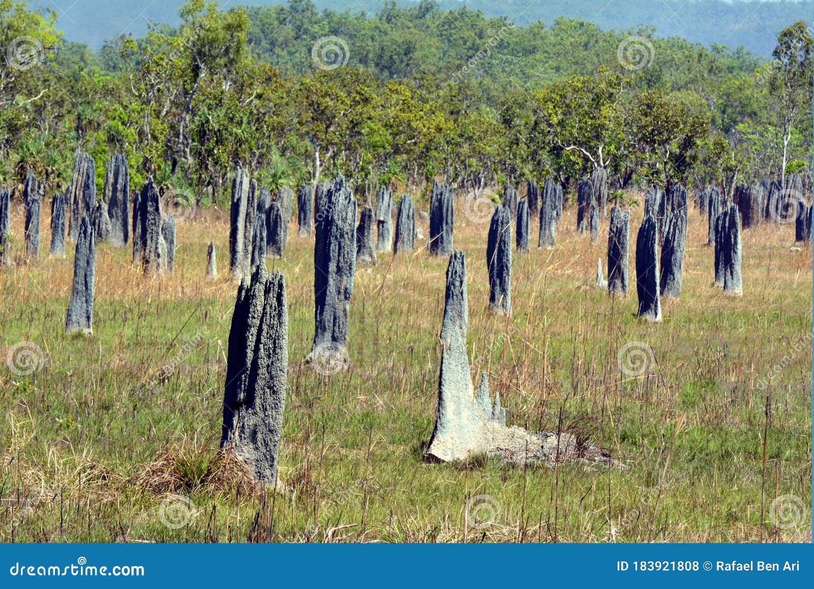 magnetic termite mounds in the northern territory of australia