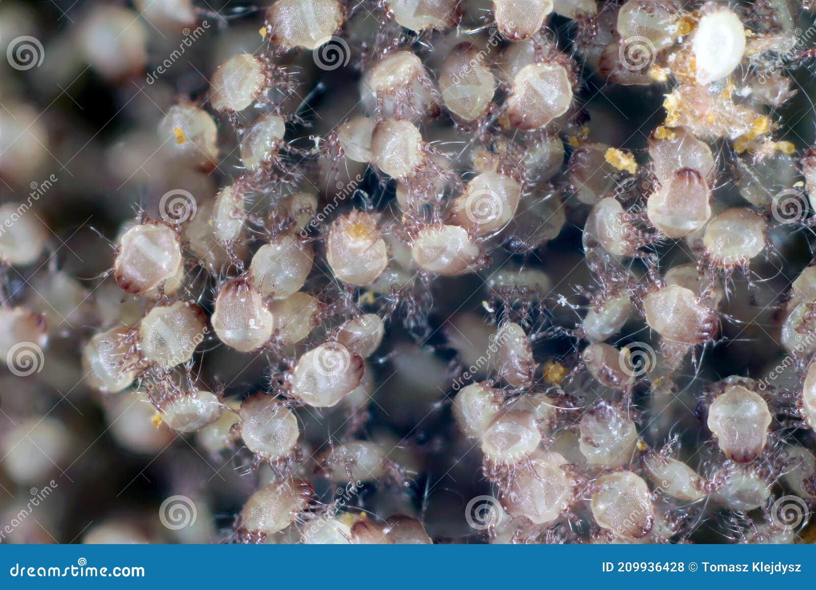 a magnification of a lot of dust mites