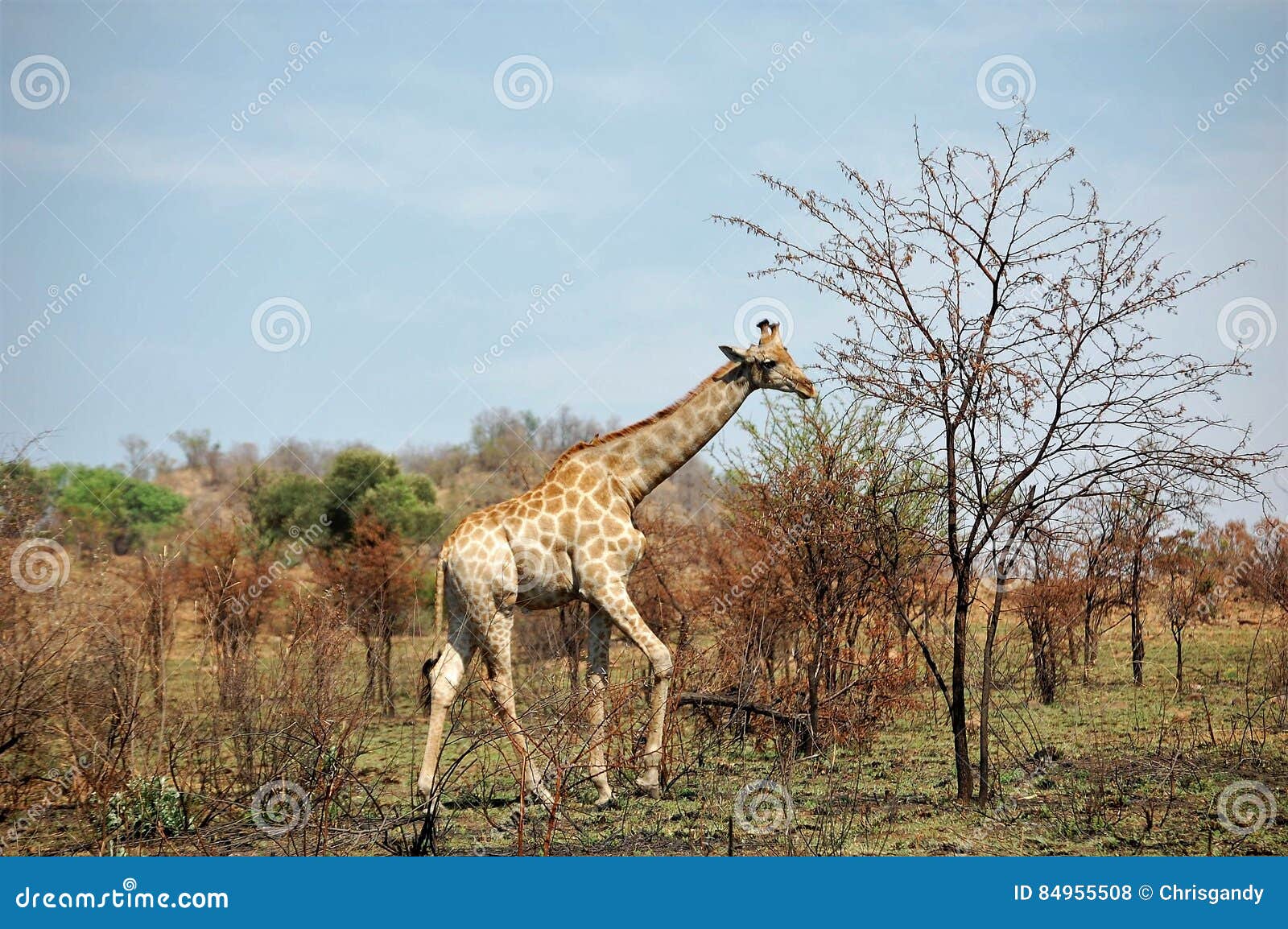 A Magnificent African Giraffe with Long Neck Stock Photo - Image of