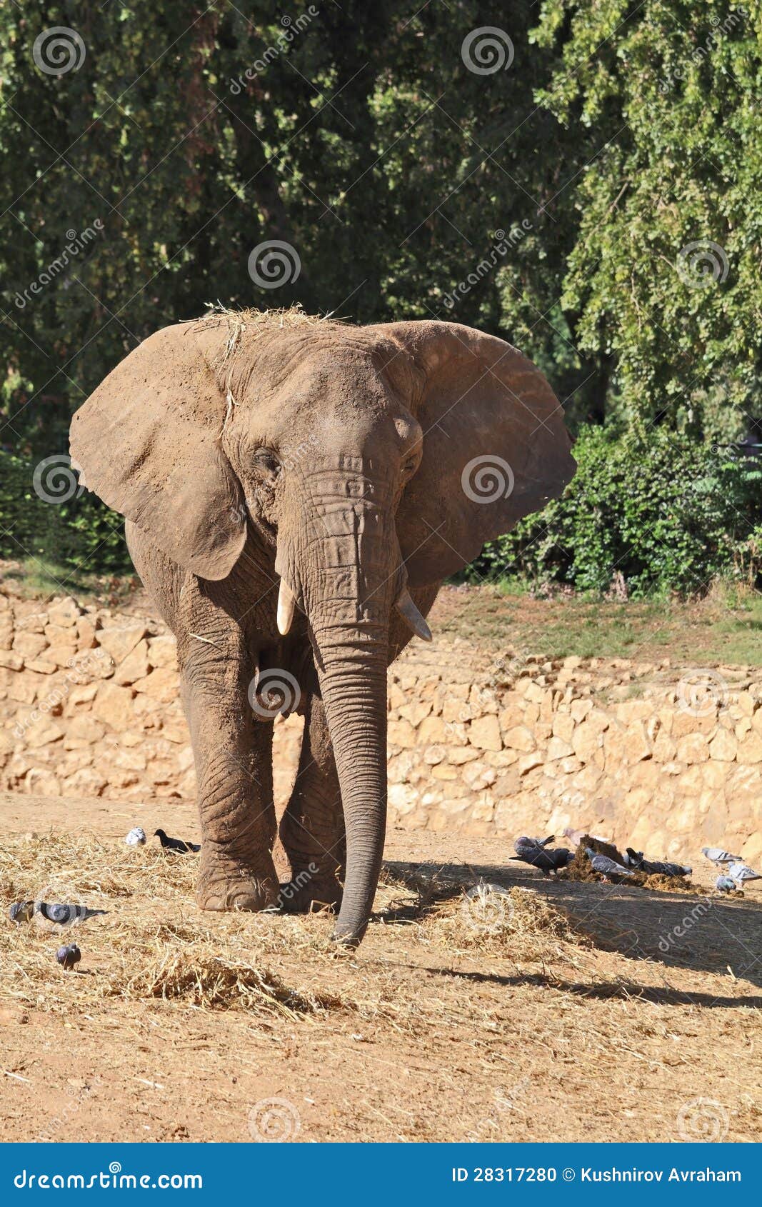 Magnificent Animals In The Israeli Zoo Stock Photo Image 28317280