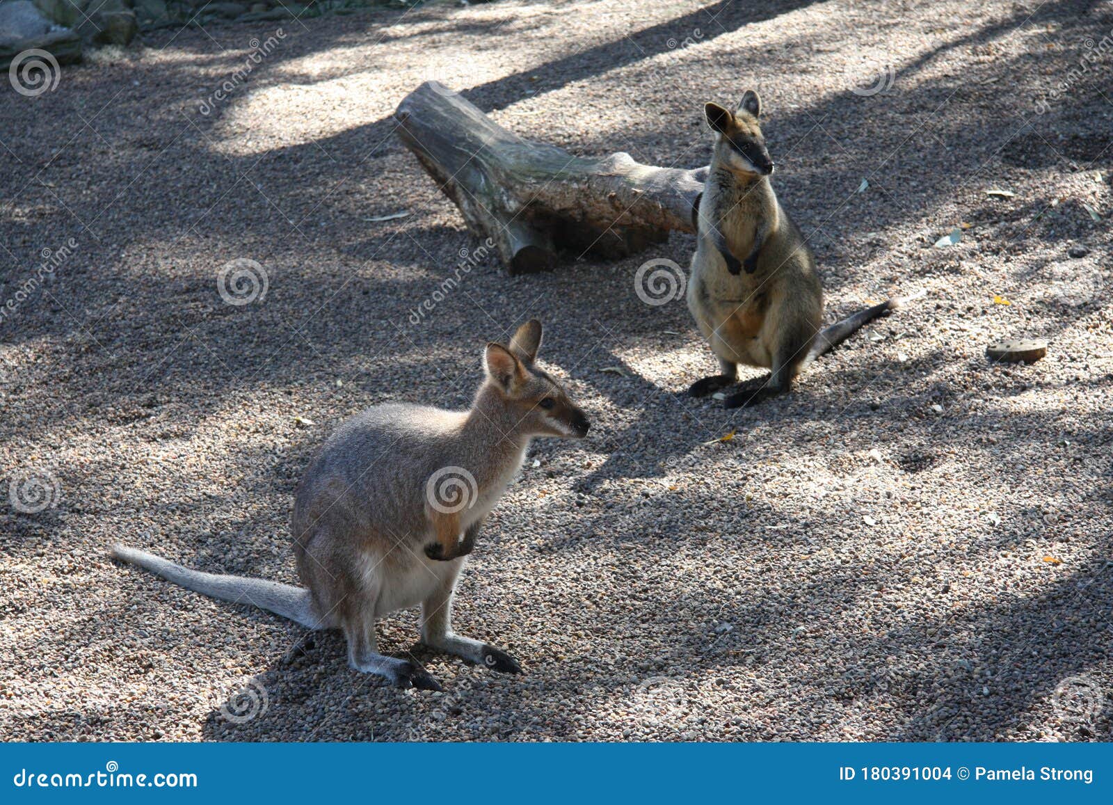 Magnificent Australian Wild Life Animals Stock Photo - Image of  magnificent, suburbia: 180391004