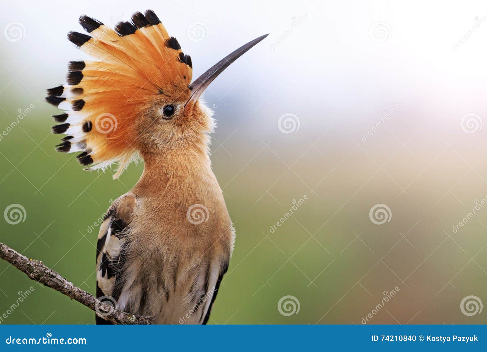 magnificent bird with bangs sunny hotspot