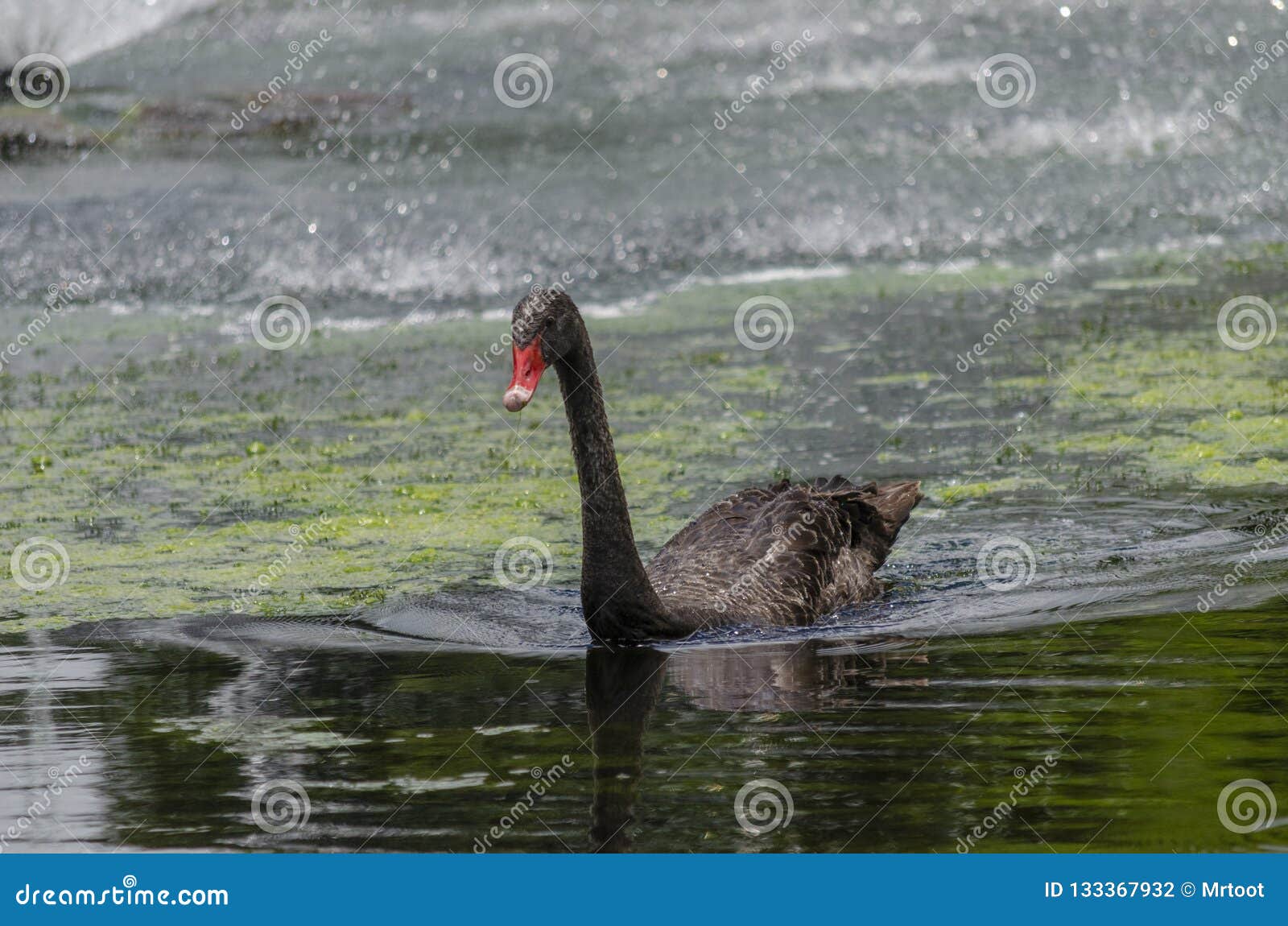 black swan in the lake at gympie