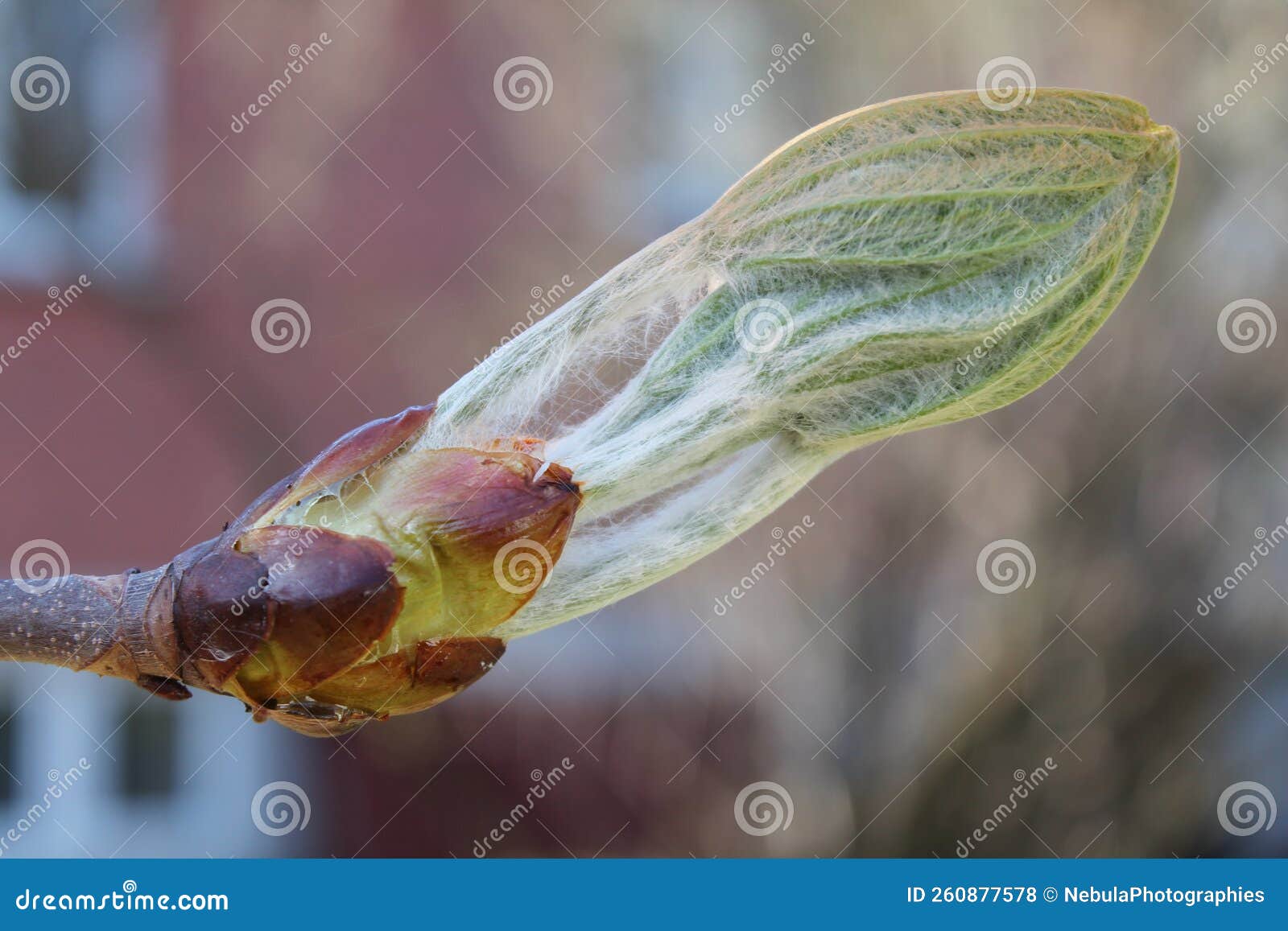 Magnificent Bud of Horse Chestnut the Leaves Will Soon Unfold Stock