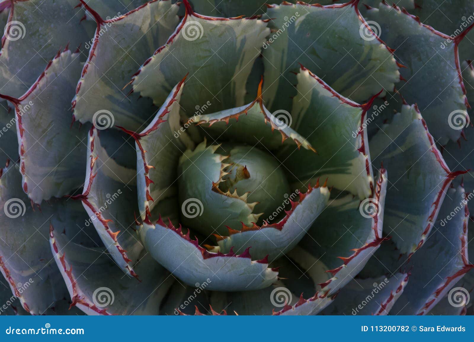 Magnificent Spiral Pattern of a Cactus with Vibrant Colored Spikes ...